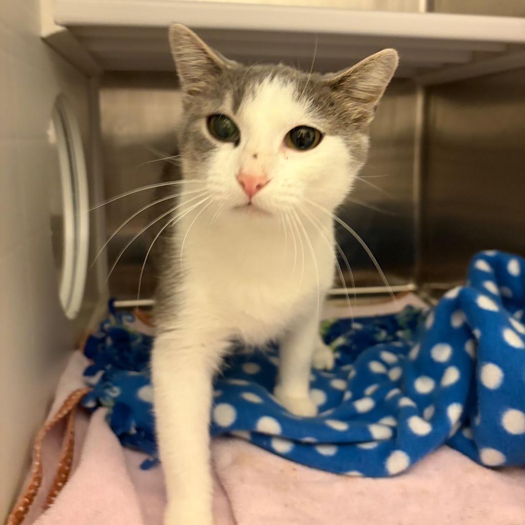 Kitten, Adoptable, Young Female Domestic Short Hair.