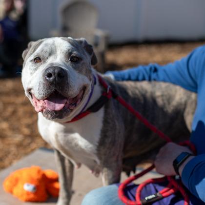 Joella - IN FOSTER, a Adoptable Mixed Breed in Chamblee, GA image 2/6