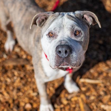 Joella - IN FOSTER, a Adoptable Mixed Breed in Chamblee, GA image 4/6