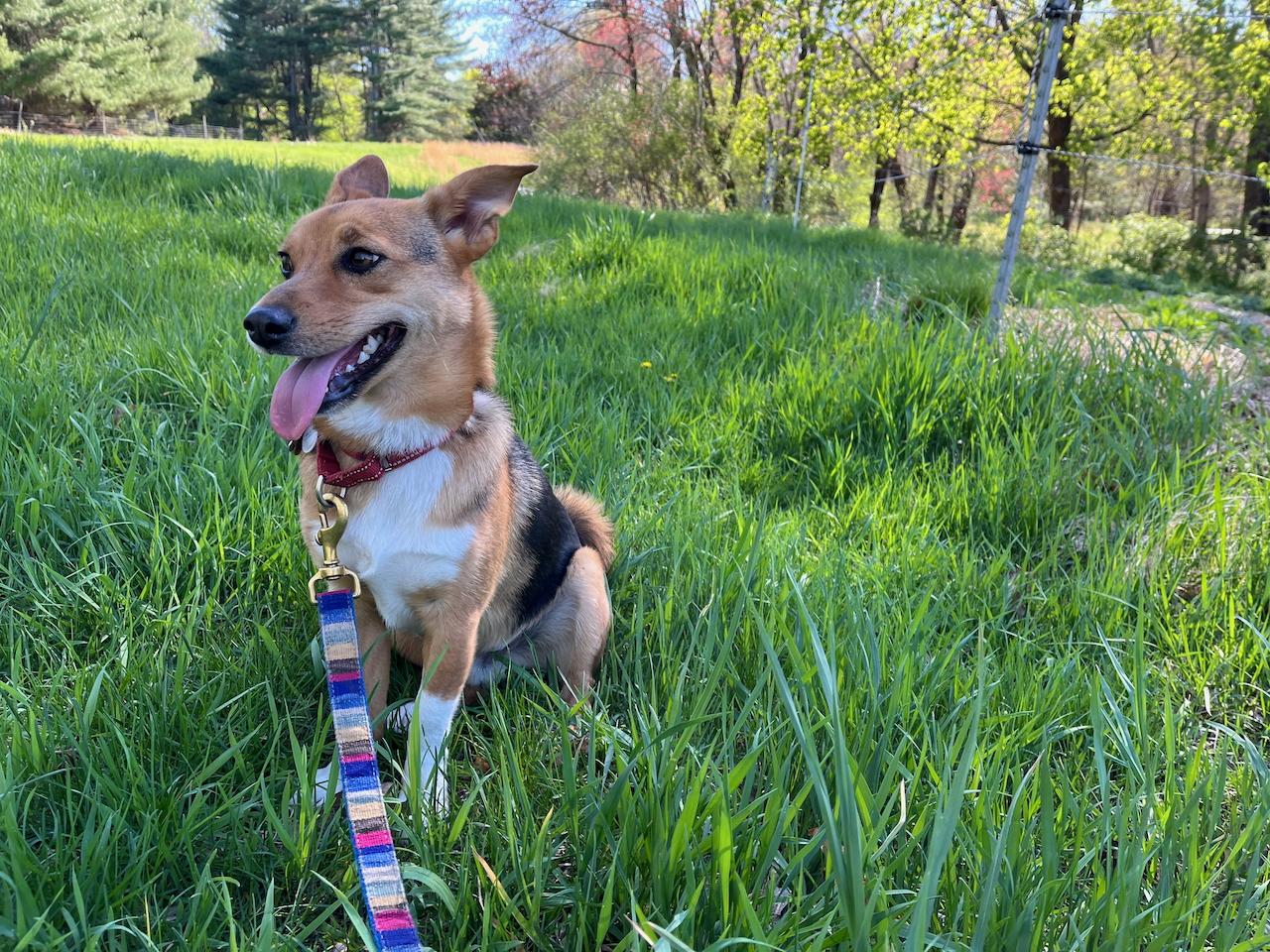 Harry, a Adoptable mixed breed in Sudbury, MA image 2/2