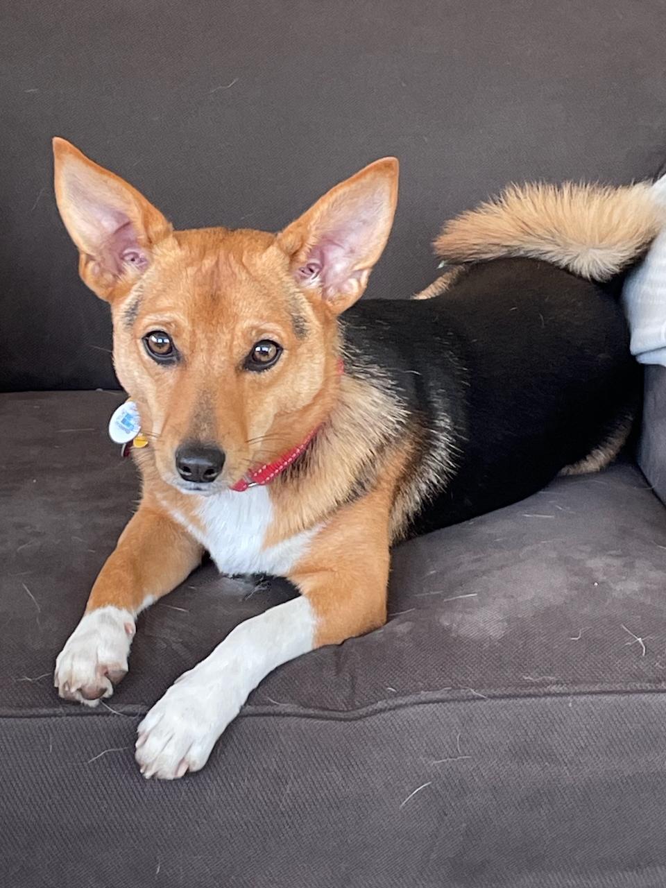 Harry, a Adoptable mixed breed in Sudbury, MA image 1/2