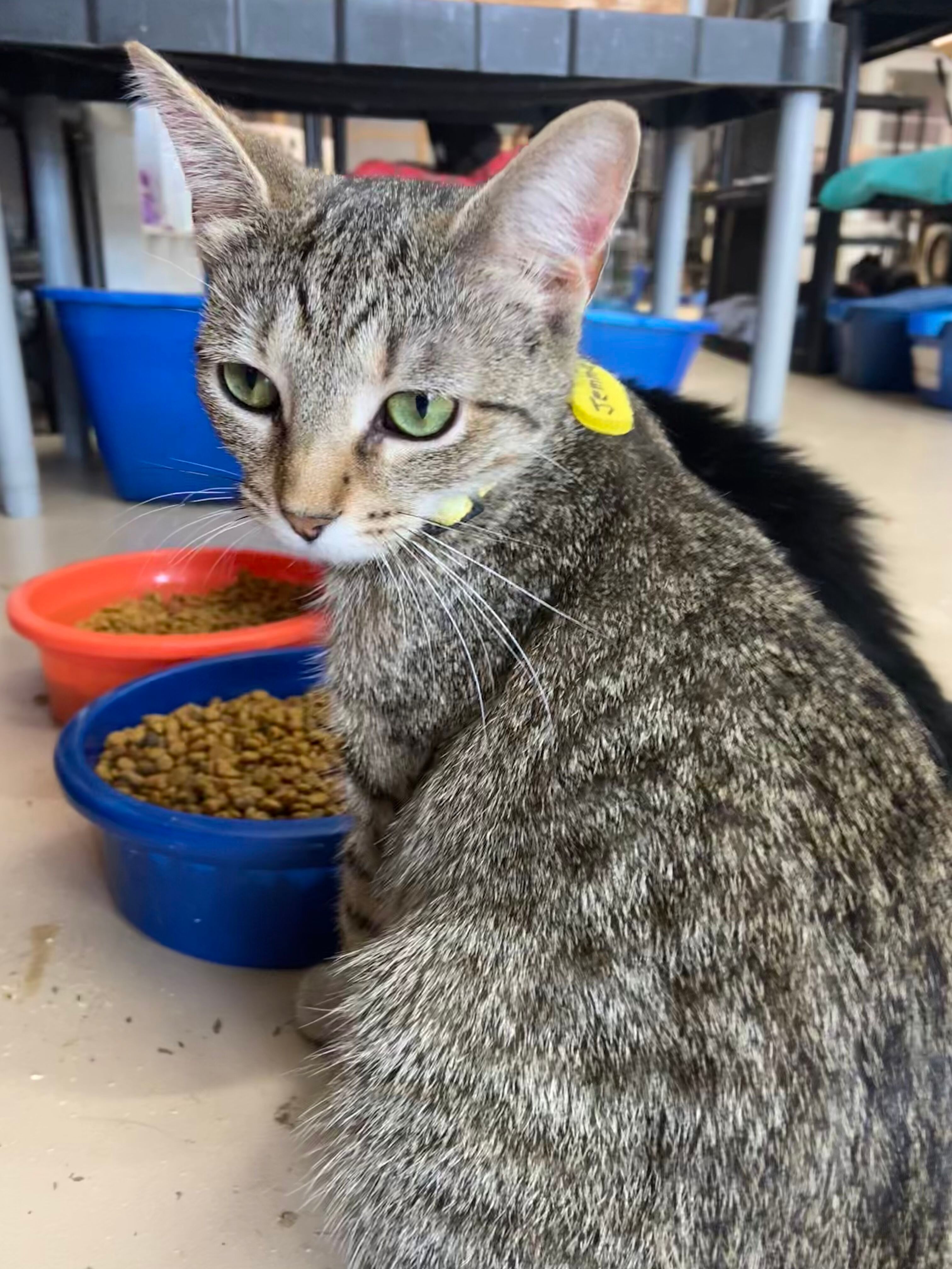 GEMMA, a Adoptable Domestic Short Hair in Peru, IN image 1/5