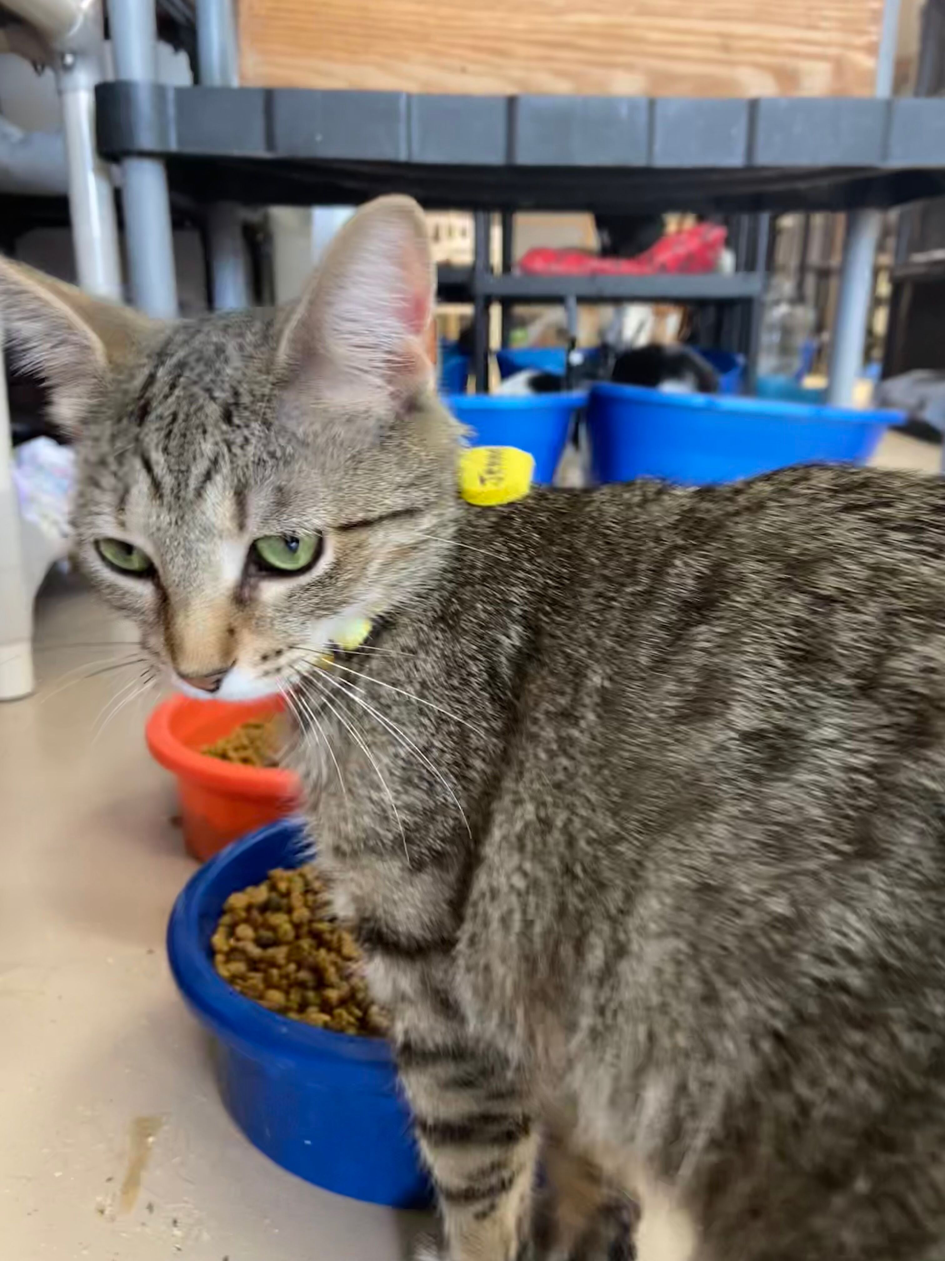 GEMMA, a Adoptable Domestic Short Hair in Peru, IN image 2/5