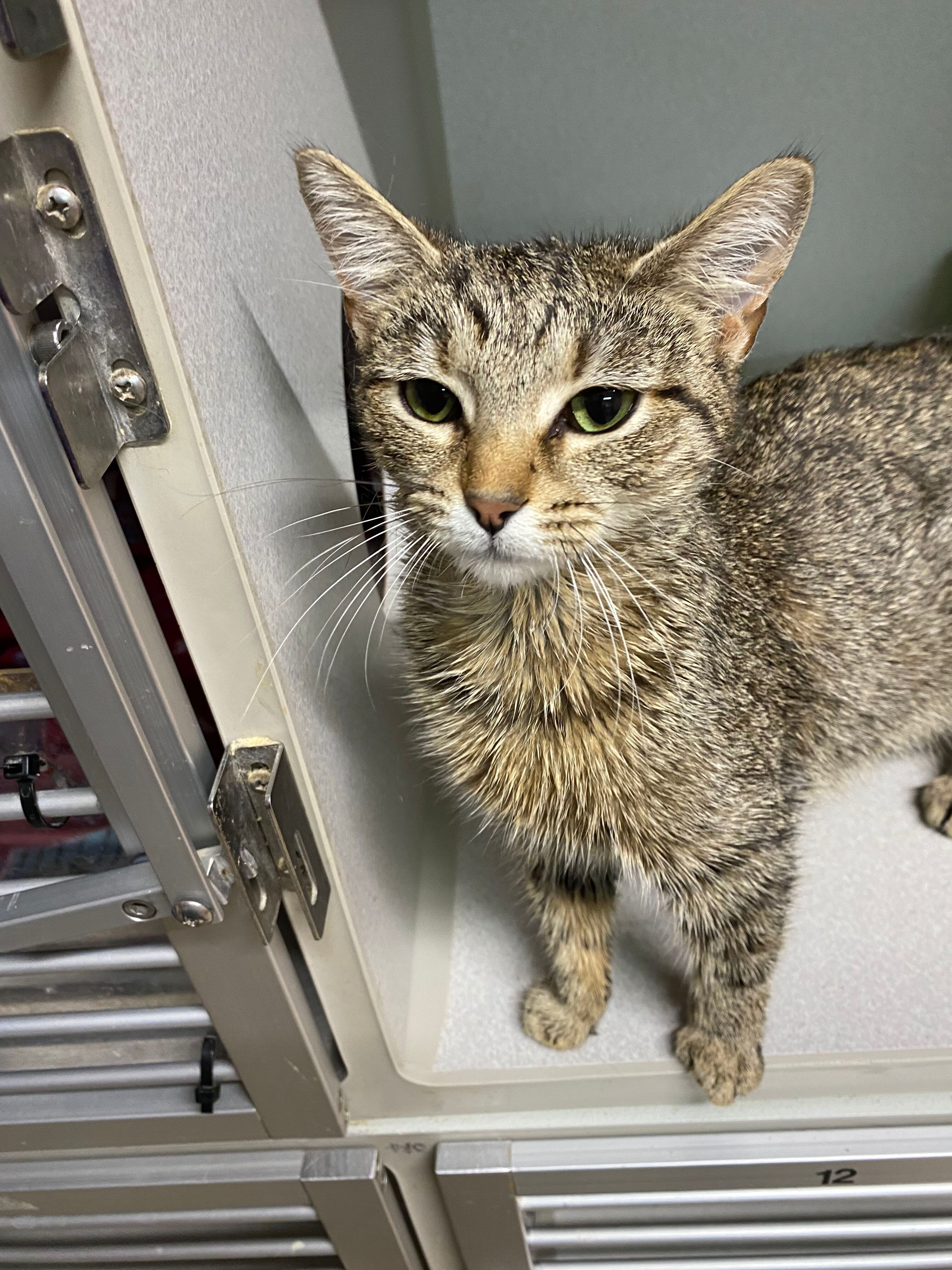 GEMMA, a Adoptable Domestic Short Hair in Peru, IN image 3/5