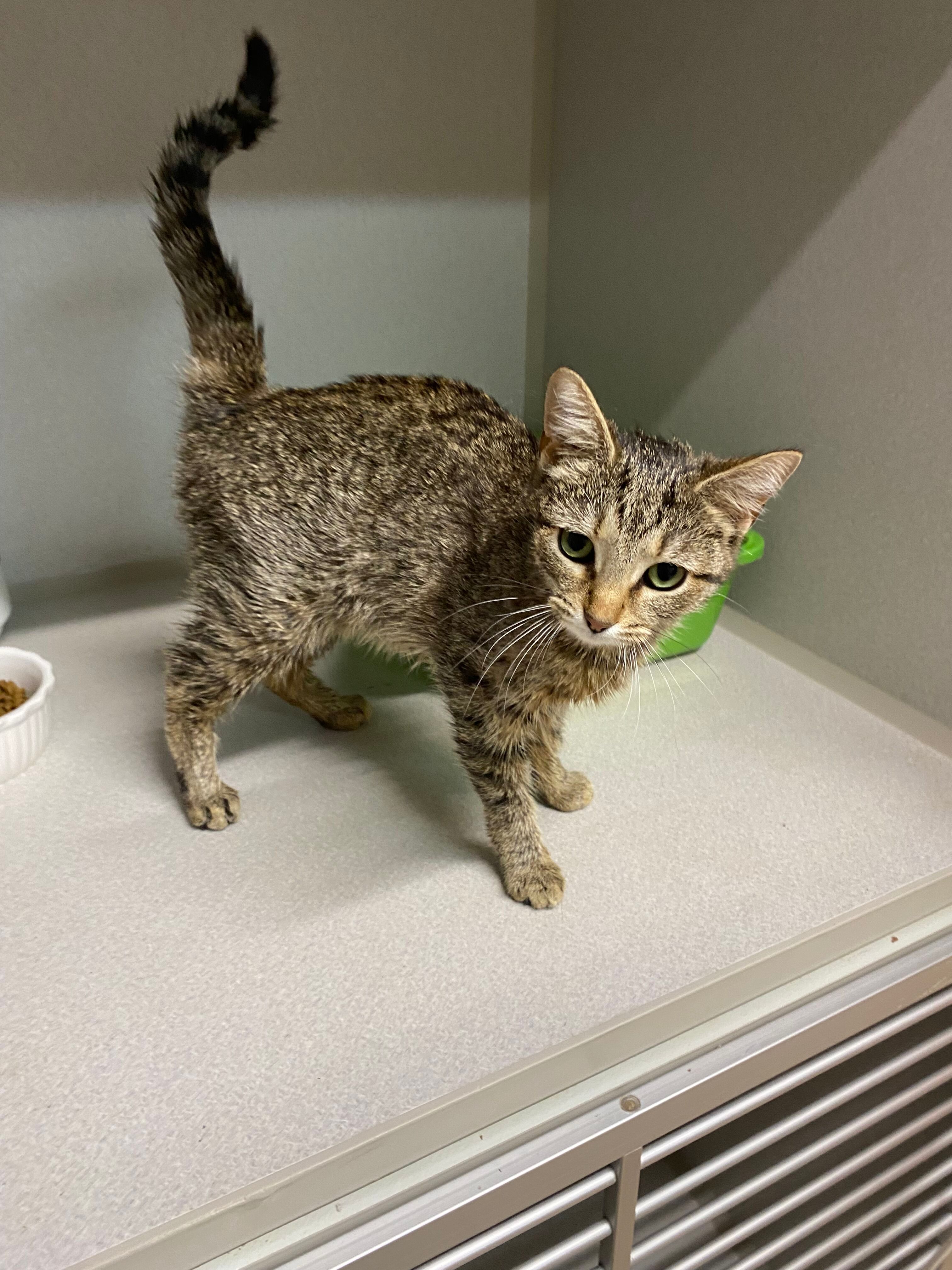 GEMMA, a Adoptable Domestic Short Hair in Peru, IN image 4/5