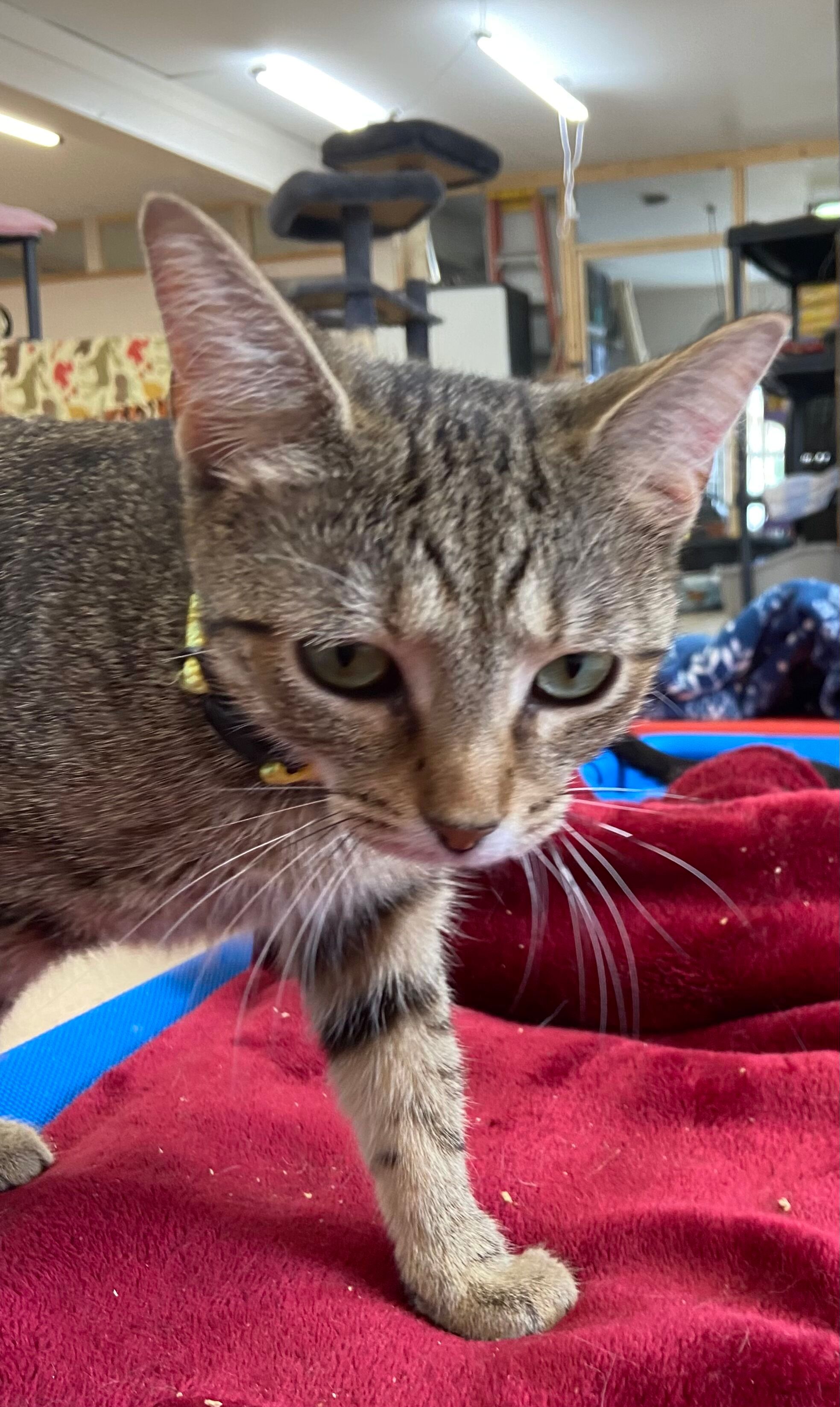 GEMMA, a Adoptable Domestic Short Hair in Peru, IN image 5/5