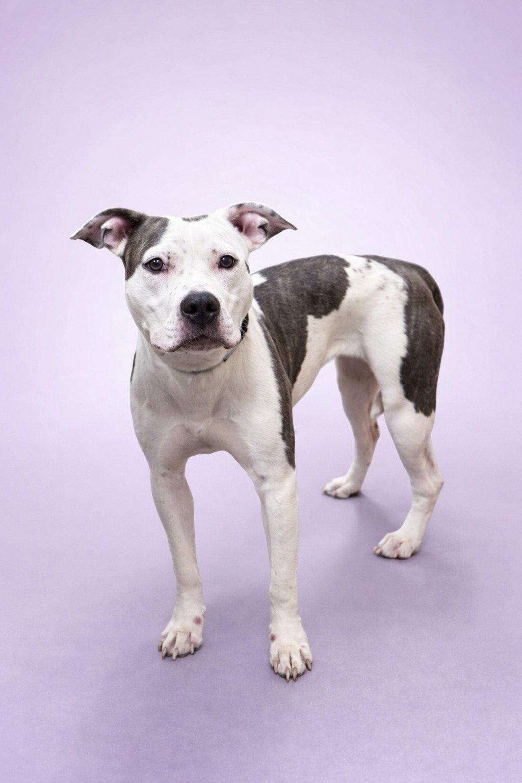 Enlarge Poppi (fka Panera), a Adopted Pit Bull Terrier in Rockville, MD image 1/1