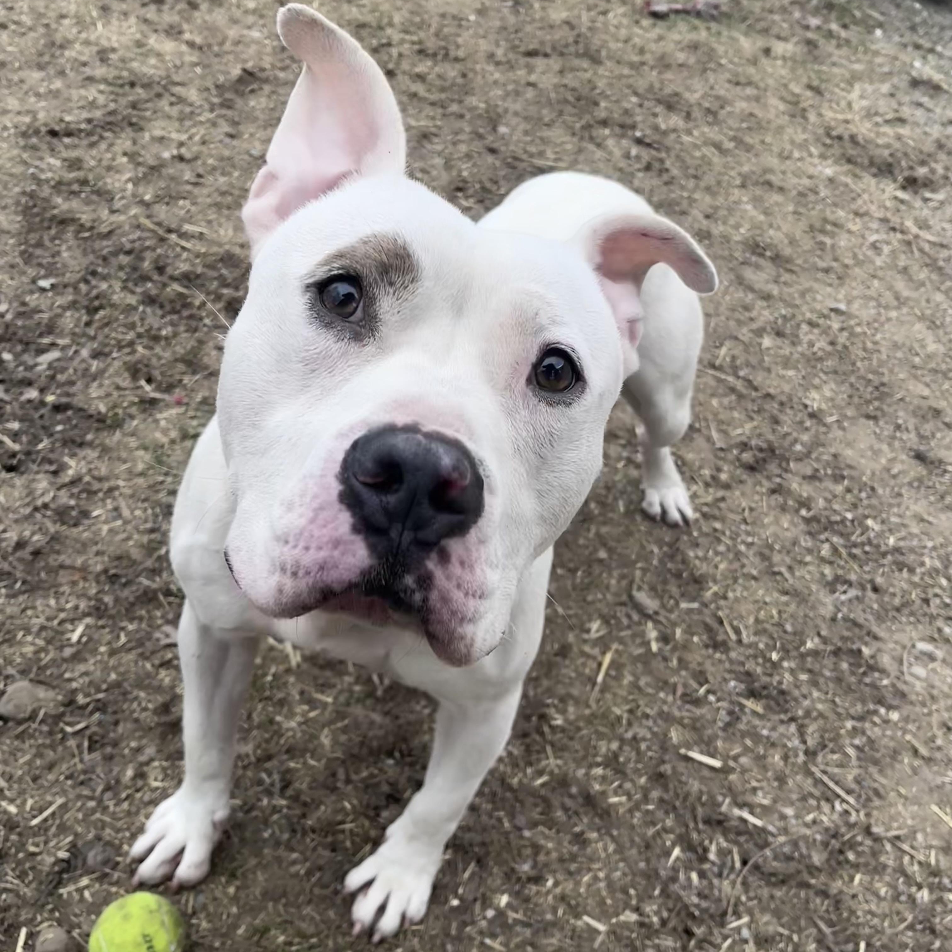 Enlarge Remy , a ADOPTABLE mixed breed in Youngstown, OH image 2/6