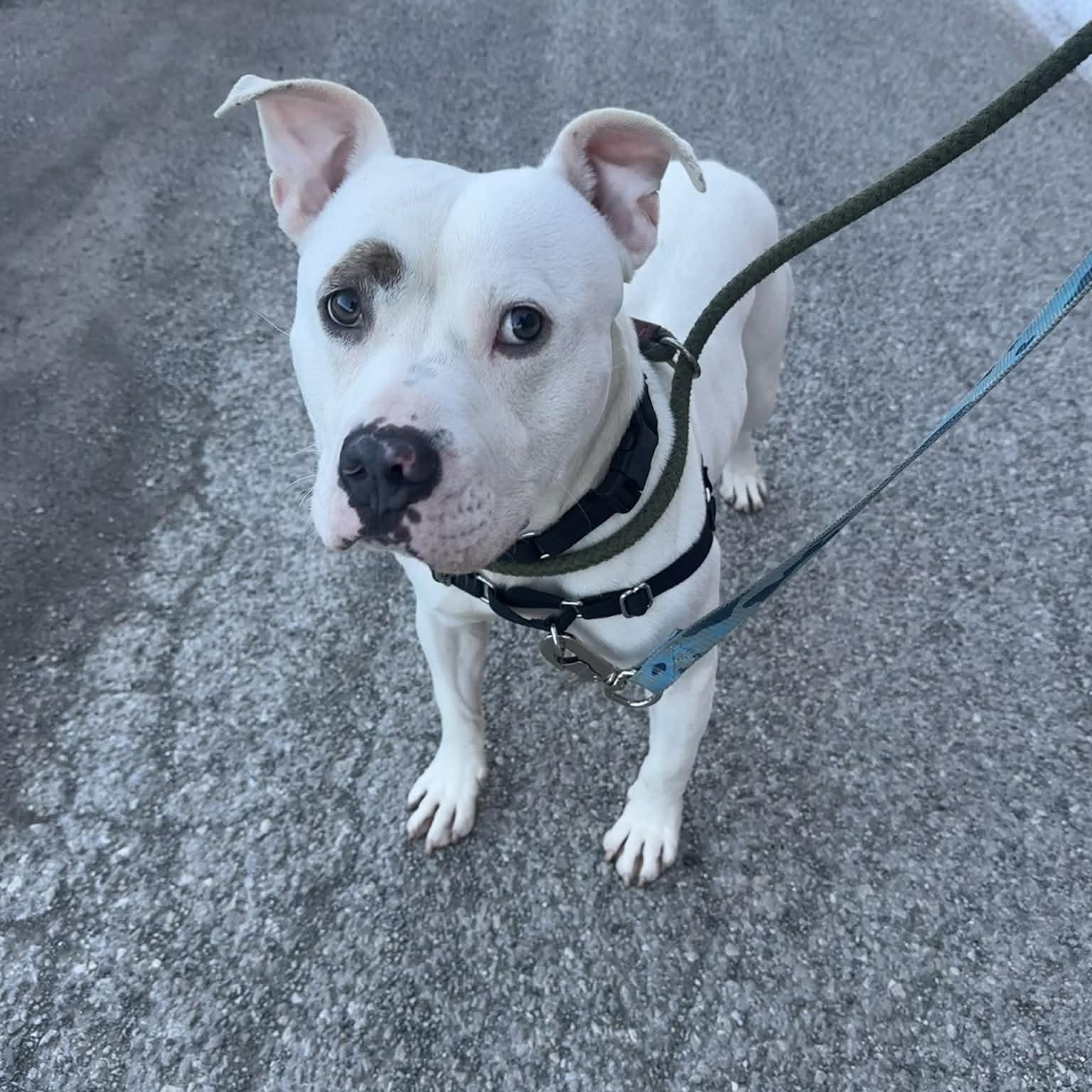 Enlarge Remy , a ADOPTABLE mixed breed in Youngstown, OH image 4/5