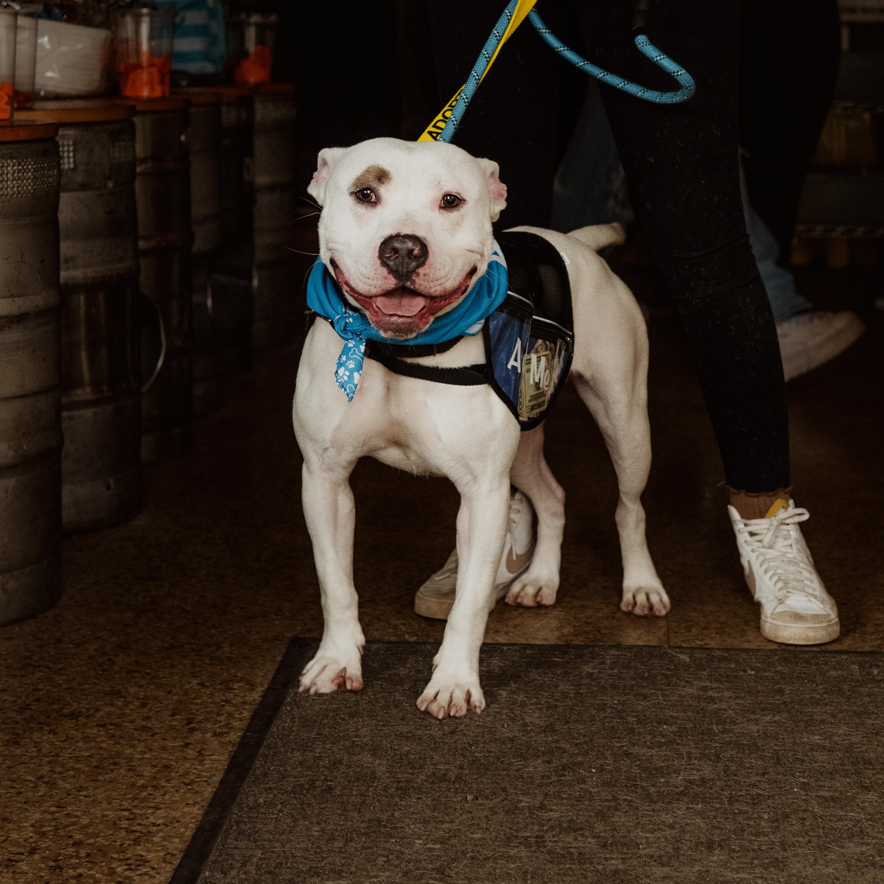 Enlarge Remy , a ADOPTABLE mixed breed in Youngstown, OH image 1/6