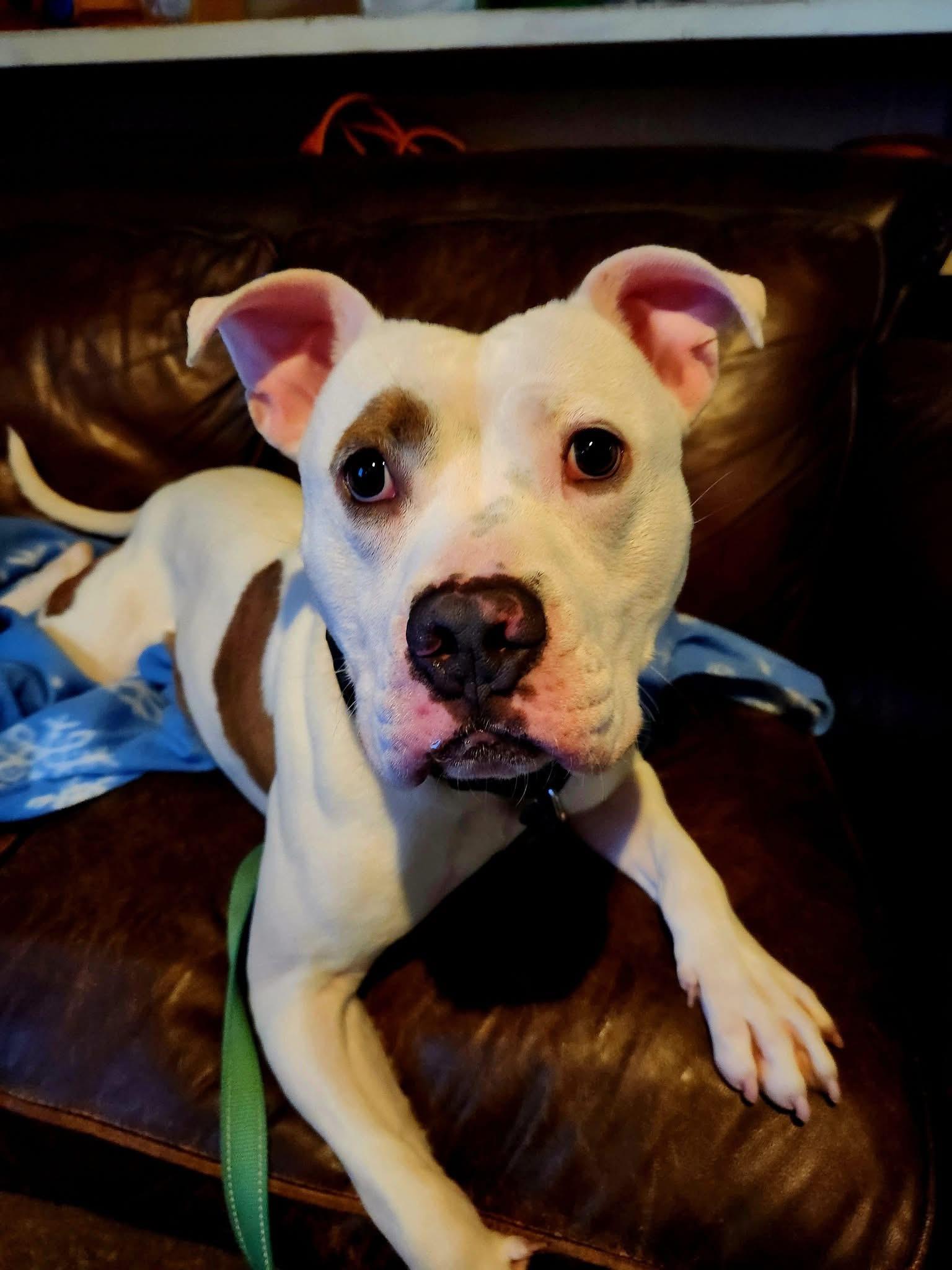 Enlarge Remy , a ADOPTABLE mixed breed in Youngstown, OH image 2/5