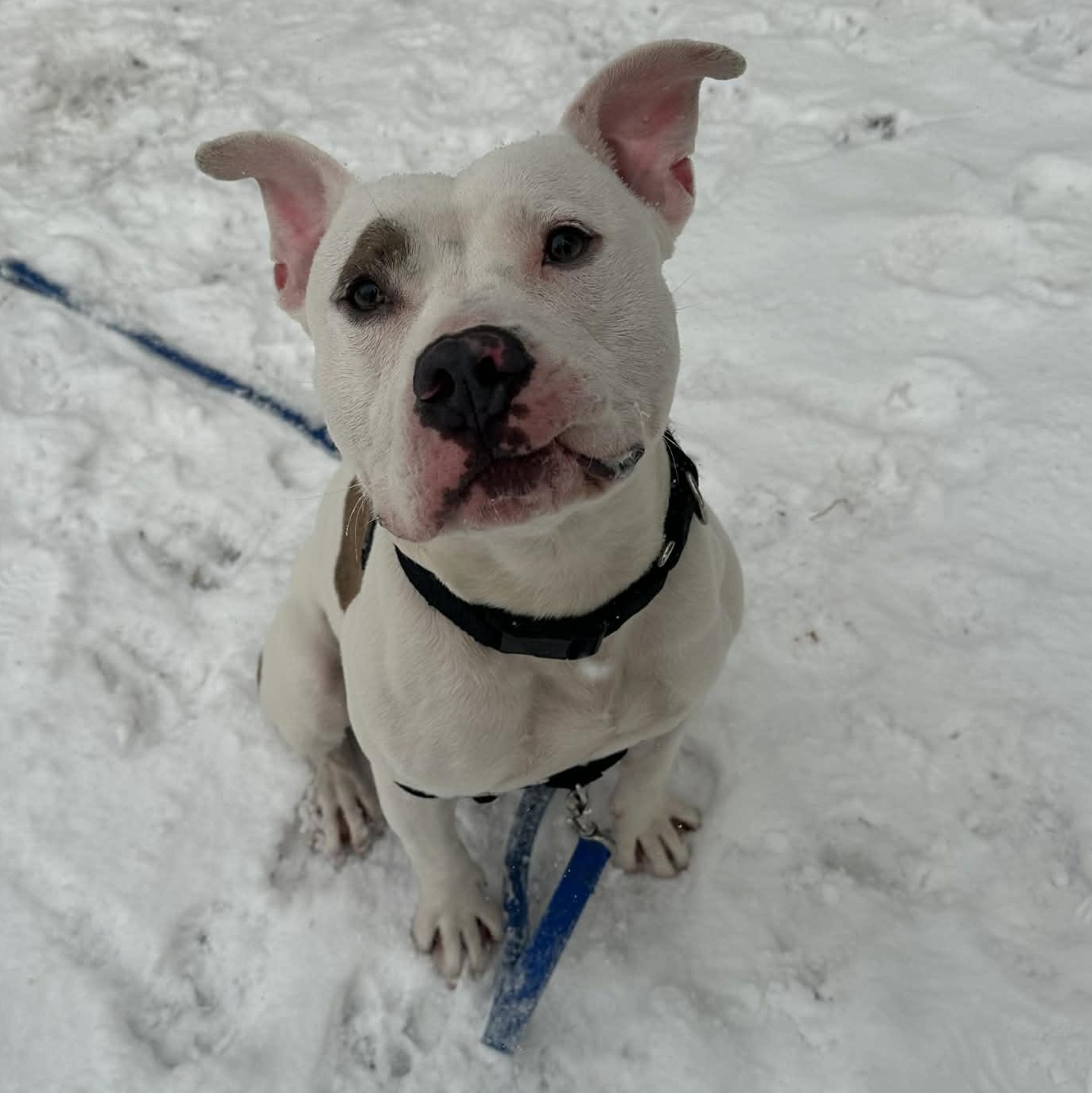 Enlarge Remy , a ADOPTABLE mixed breed in Youngstown, OH image 1/5