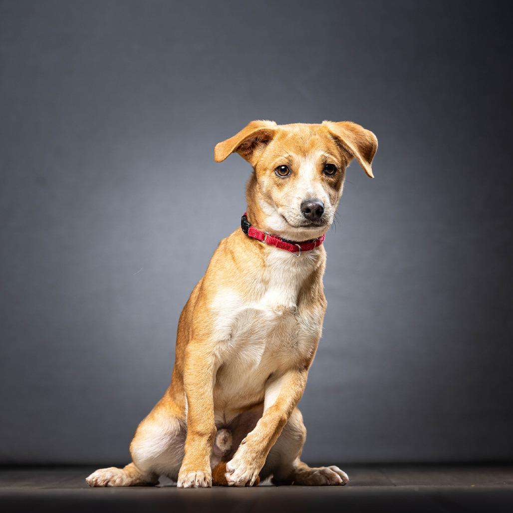 Clyde — thumbnail 2