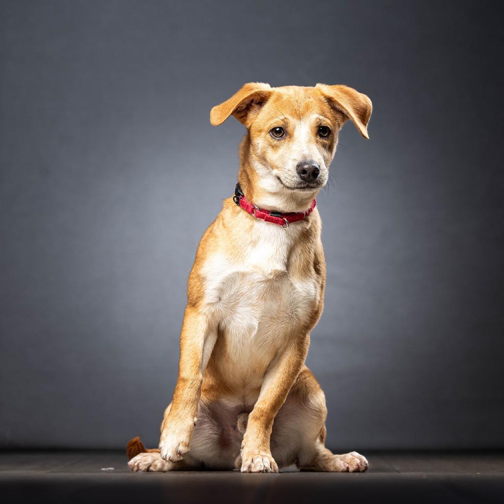 Clyde — thumbnail 3