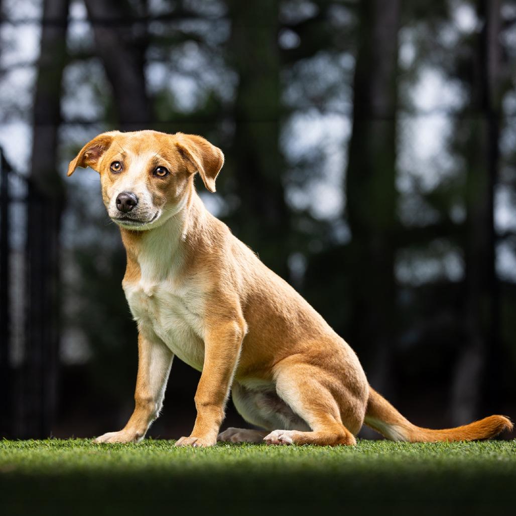 Clyde — thumbnail 4