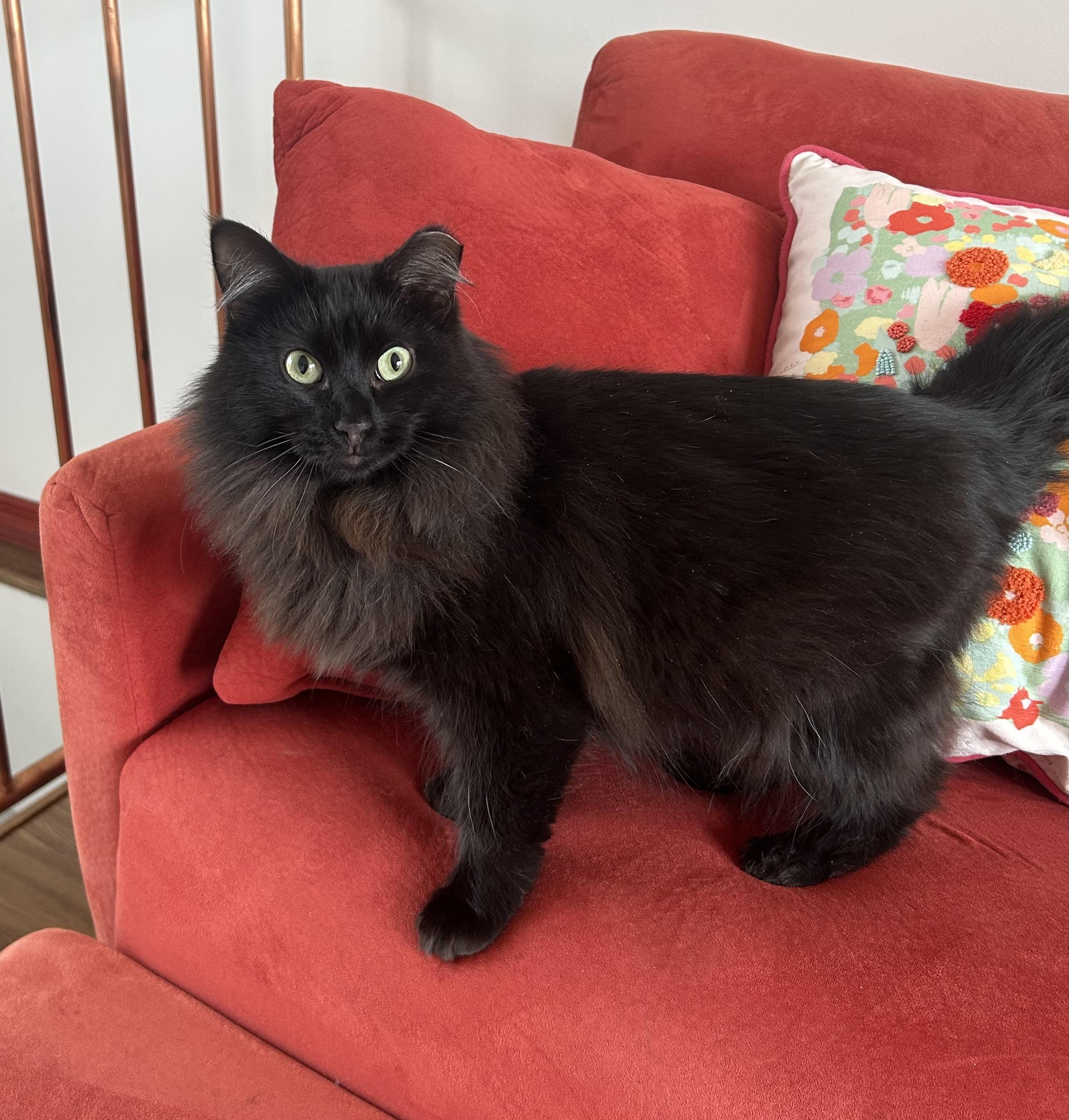 Sammie , an adopted Domestic Long Hair in Chicago, IL image 1/6