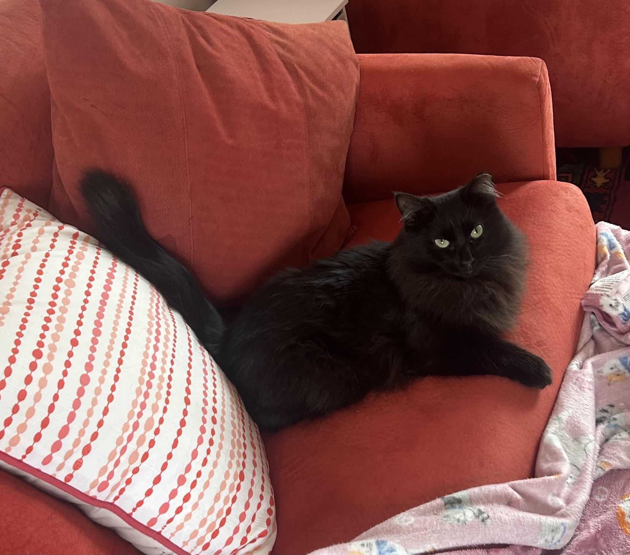 Sammie , an adopted Domestic Long Hair in Chicago, IL image 2/6
