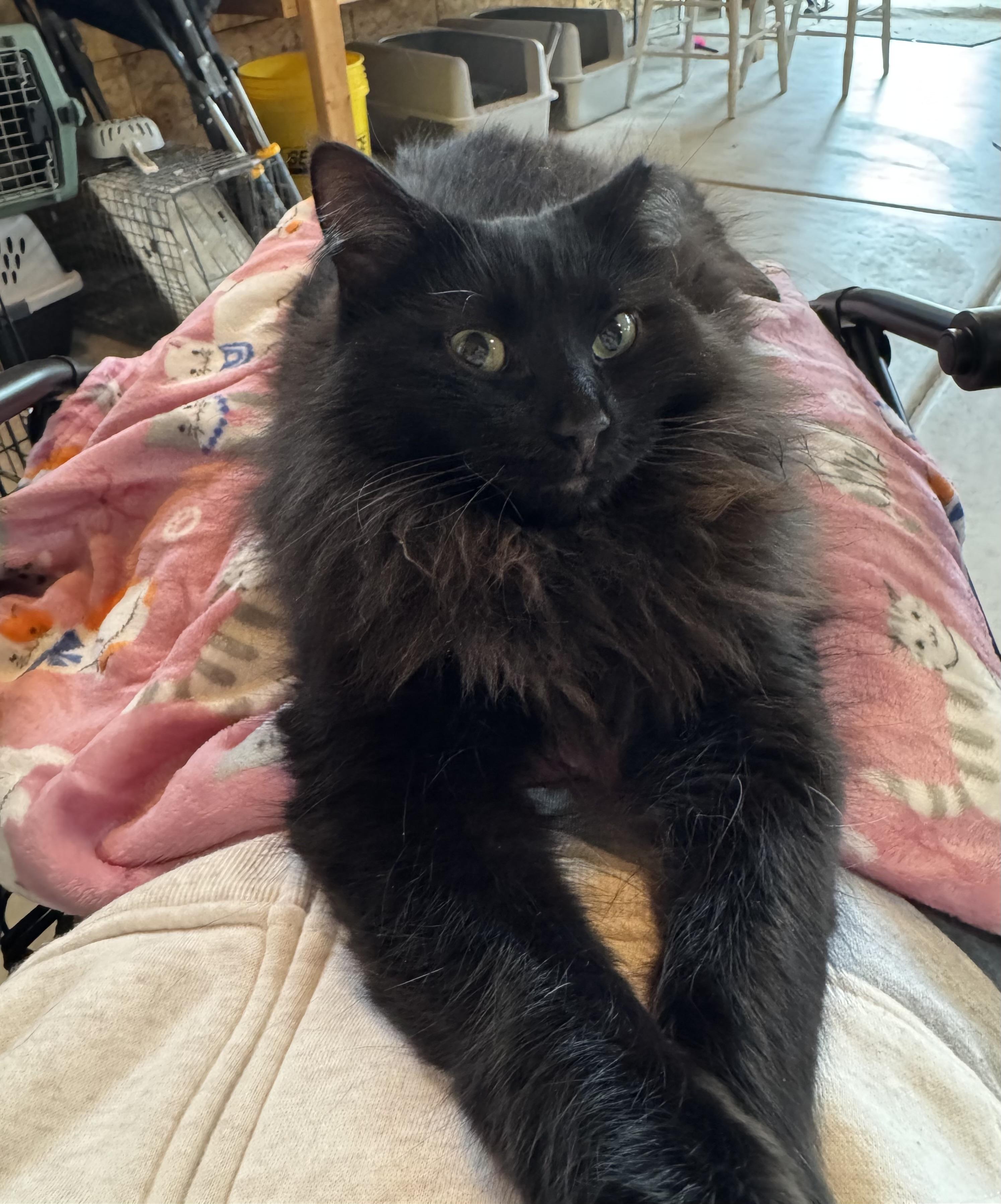 Sammie , an adopted Domestic Long Hair in Chicago, IL image 6/6