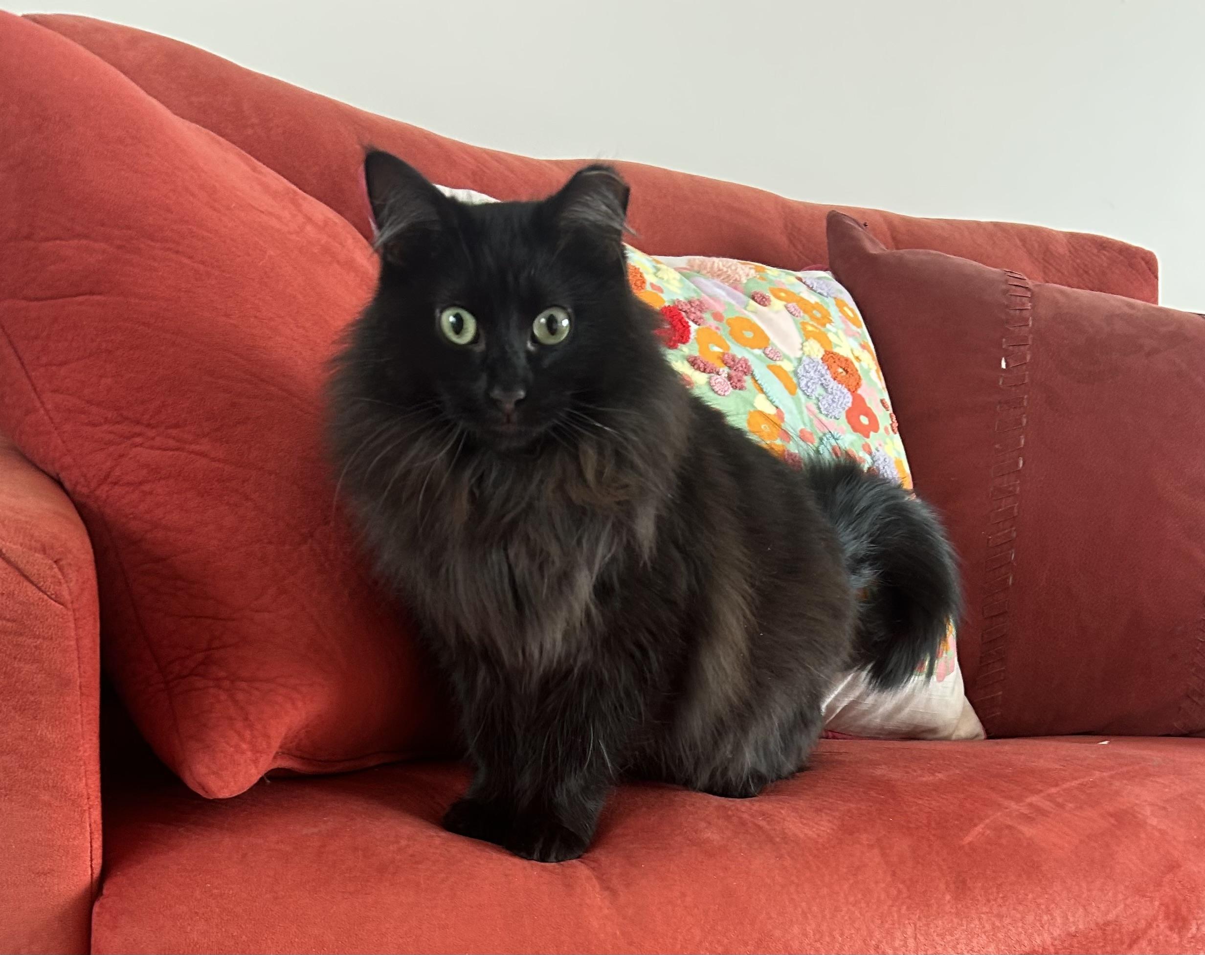Sammie , an adopted Domestic Long Hair in Chicago, IL image 3/6