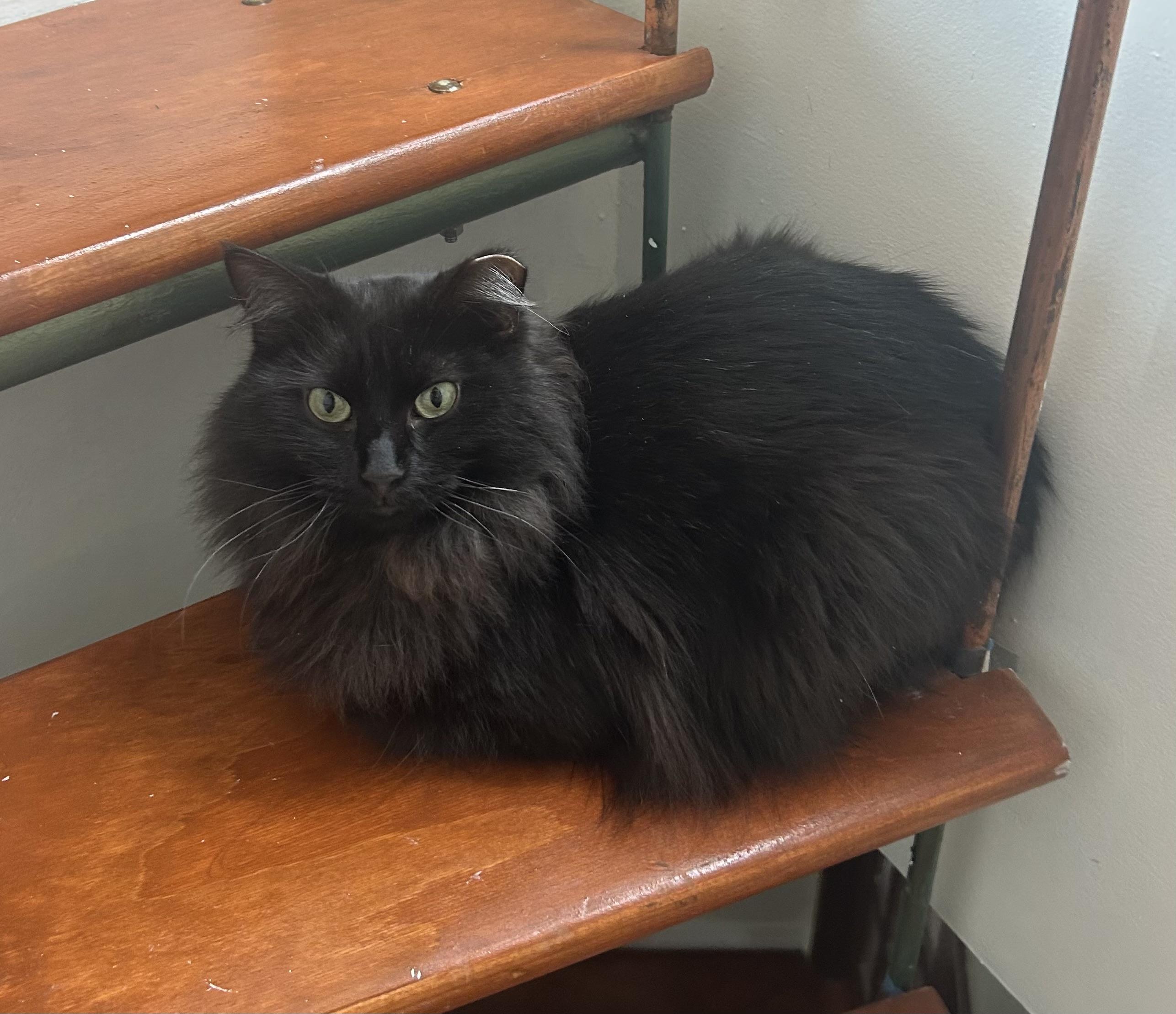 Sammie , an adopted Domestic Long Hair in Chicago, IL image 5/6