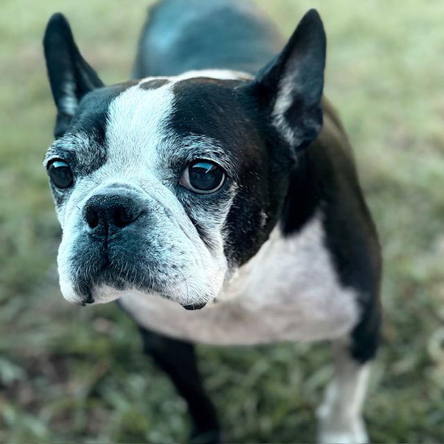 Gus, Adoptable, Senior Male Boston Terrier.