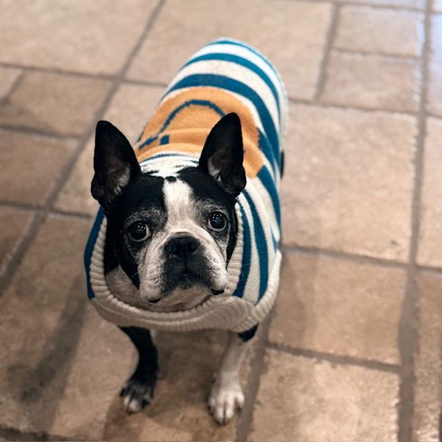 Enlarge Gus, a Adoptable Boston Terrier in Huntington Beach, CA image 2/3