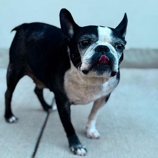 Enlarge Gus, a Adoptable Boston Terrier in Huntington Beach, CA image 3/3
