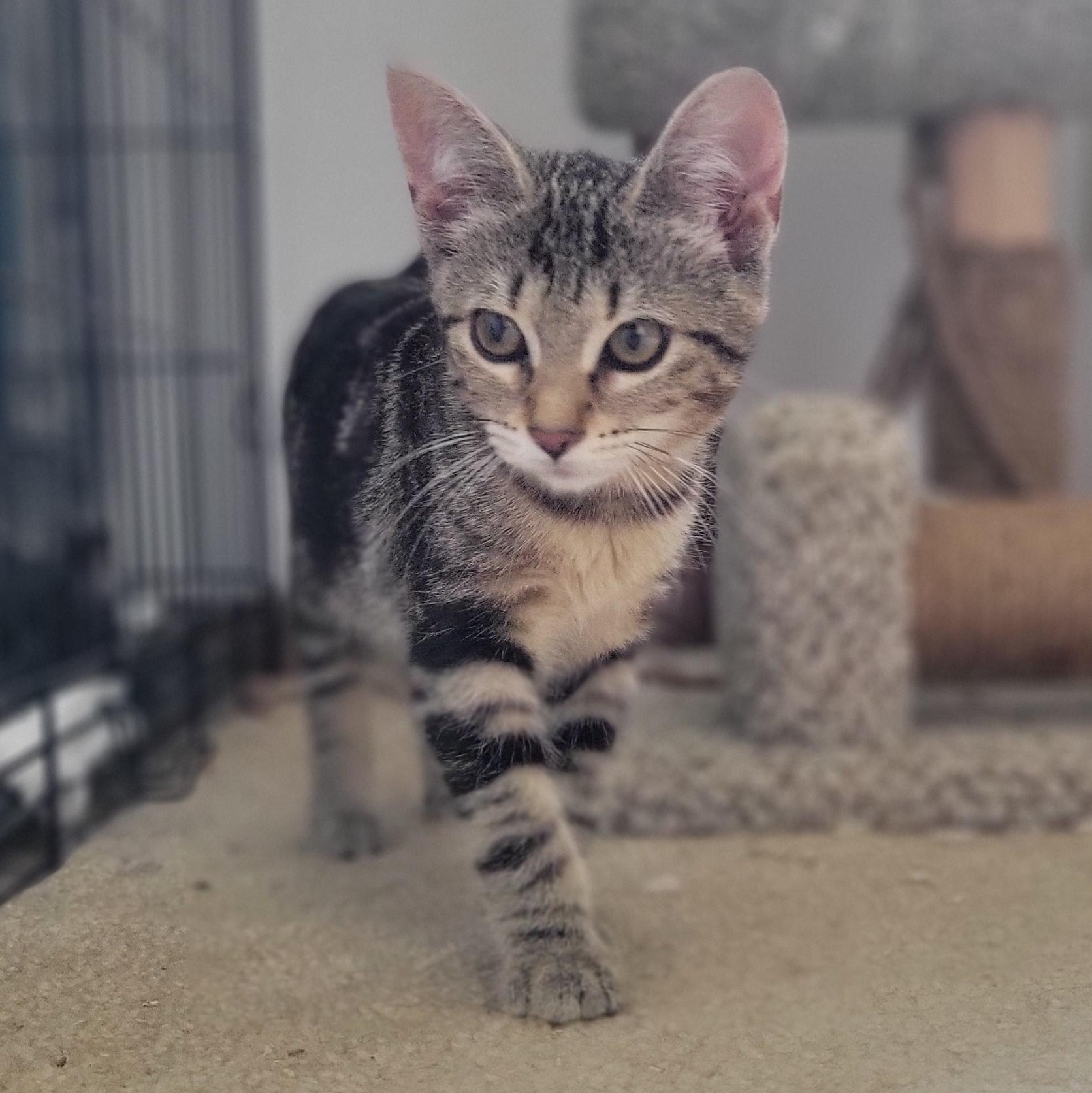 Kashi, an adopted Domestic Short Hair in Swartz Creek, MI image 2/6