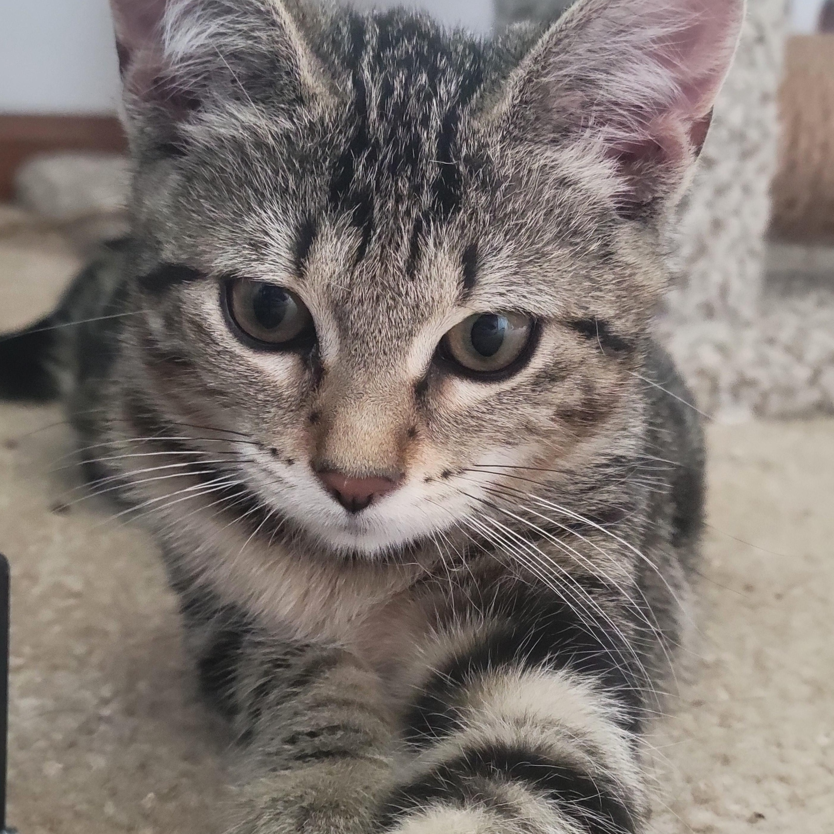 Kashi, an adopted Domestic Short Hair in Swartz Creek, MI image 3/6