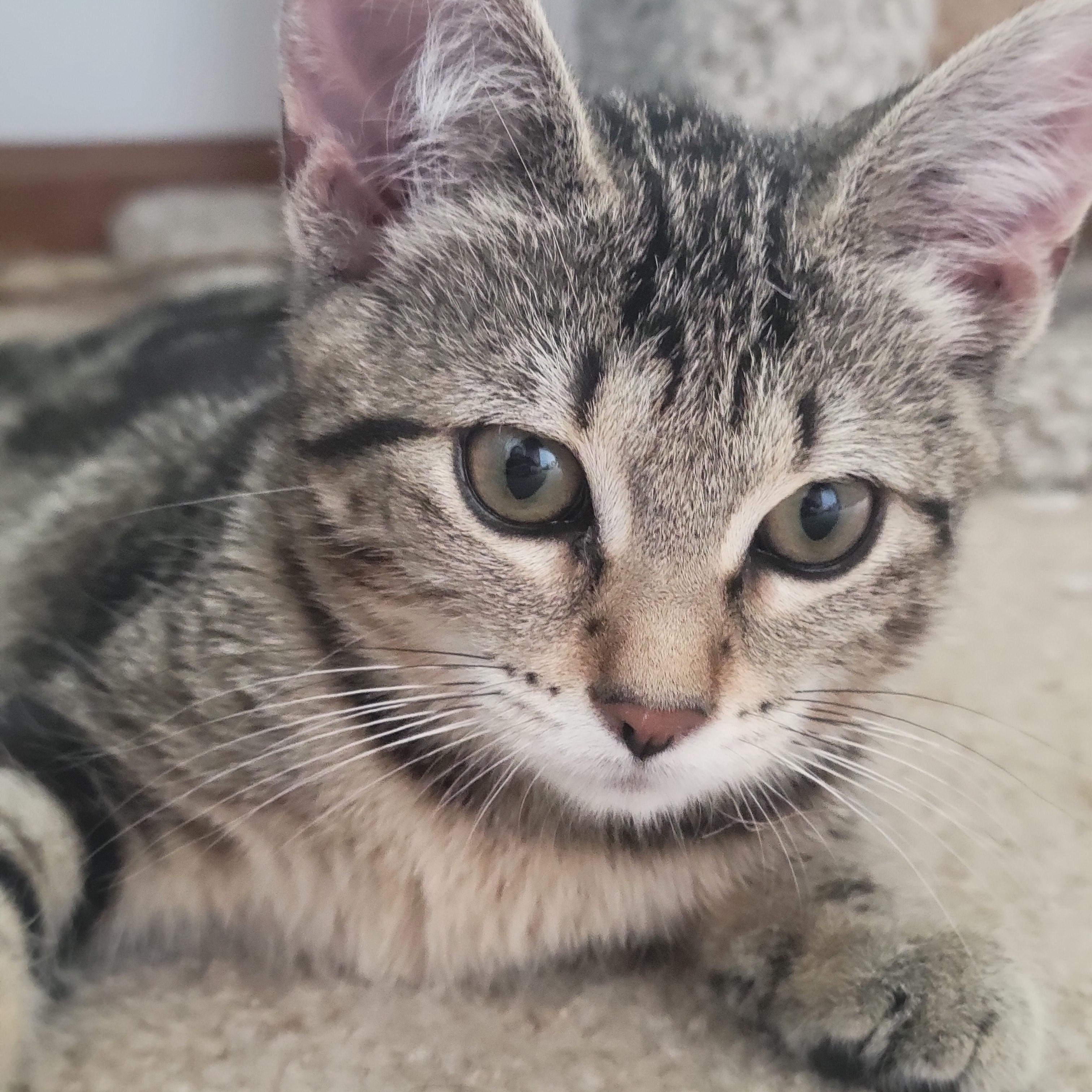 Kashi, an adopted Domestic Short Hair in Swartz Creek, MI image 1/6