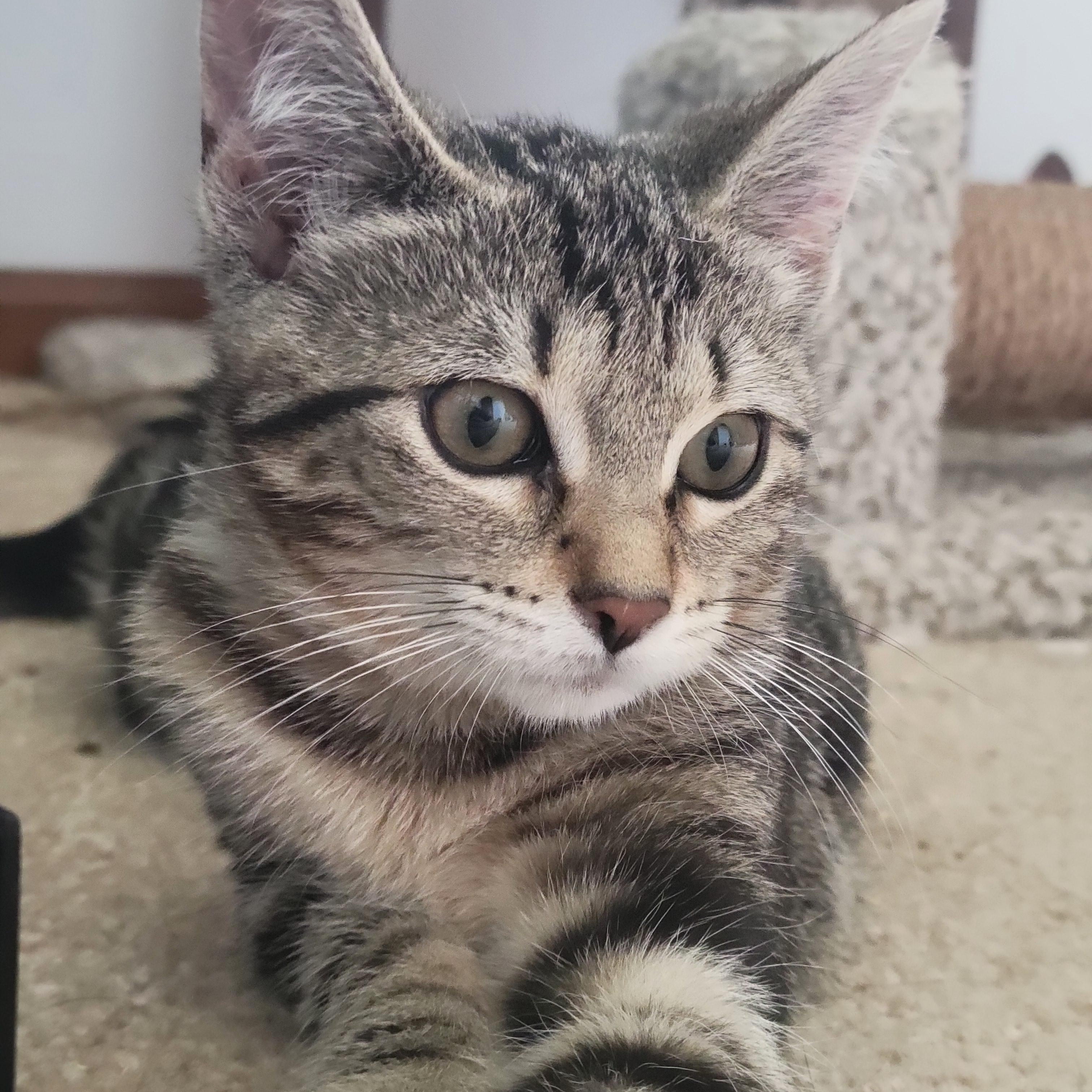 Kashi, an adopted Domestic Short Hair in Swartz Creek, MI image 4/6