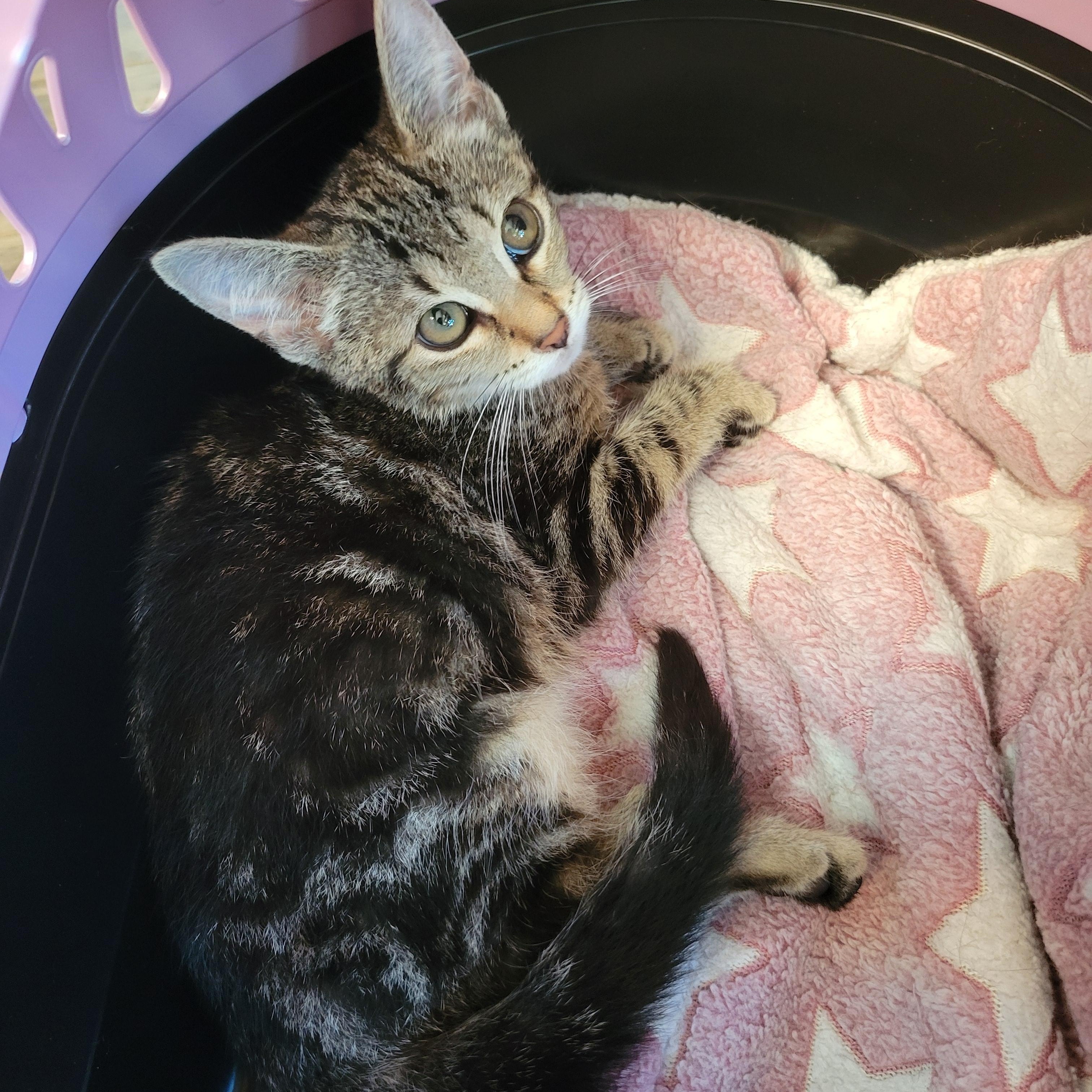 Kashi, an adopted Domestic Short Hair in Swartz Creek, MI image 5/6