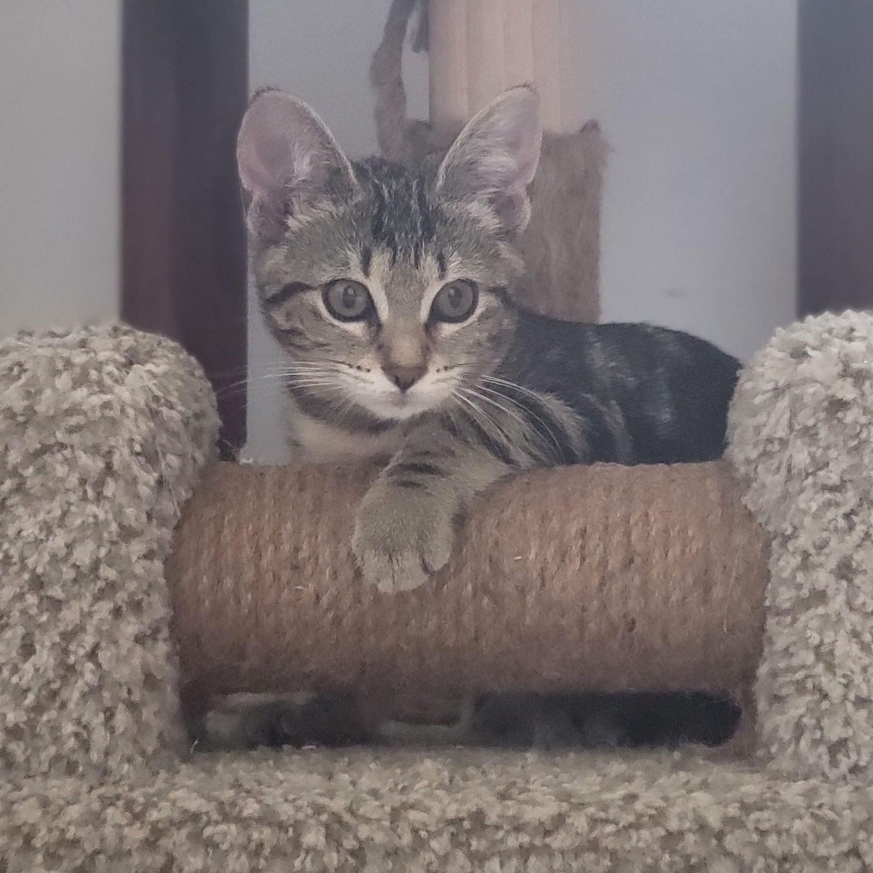 Kashi, an adopted Domestic Short Hair in Swartz Creek, MI image 6/6