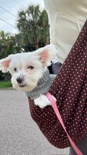Daisy / Redington Beach, a Adoptable Maltese in Redington Beach, FL image 4/6