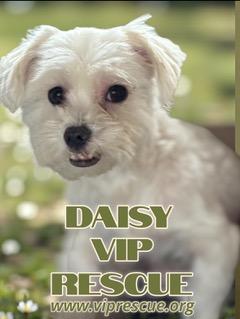 Daisy / Redington Beach, a Adoptable Maltese in Redington Beach, FL image 1/6