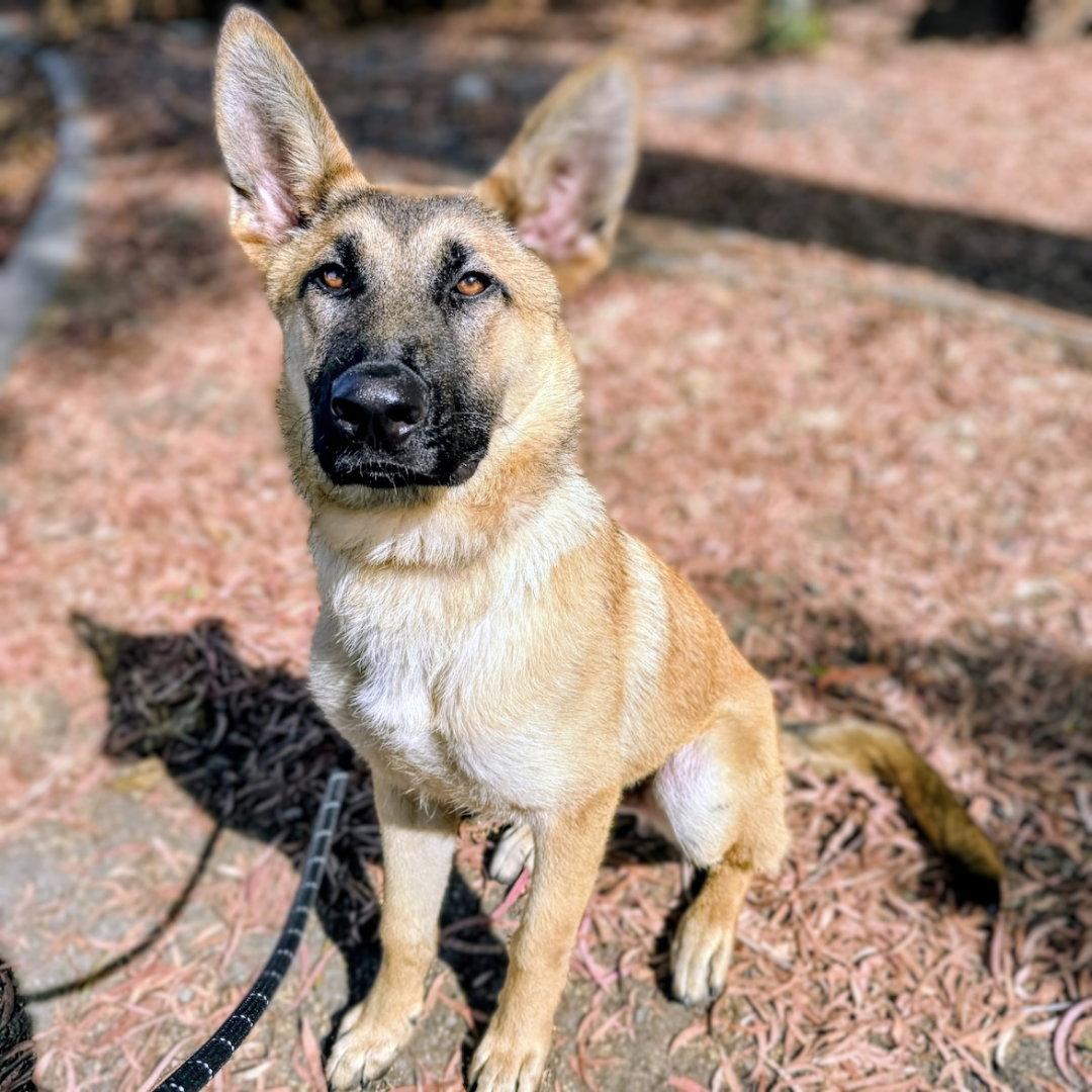 Copper, Adoptable, Puppy Male German Shepherd Dog.