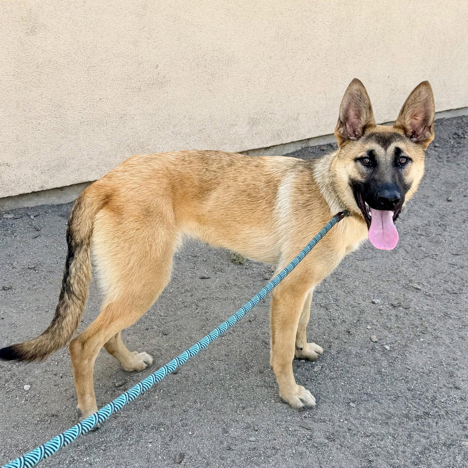 Enlarge Copper, a Adoptable German Shepherd Dog in Oakland, CA image 2/3