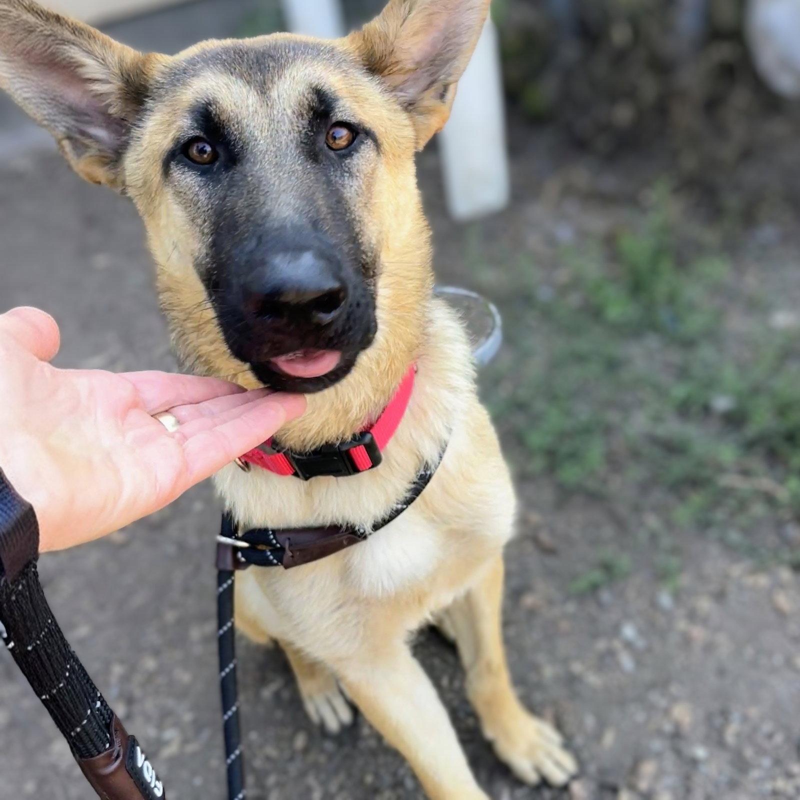 Enlarge Copper, a Adoptable German Shepherd Dog in Oakland, CA image 3/3