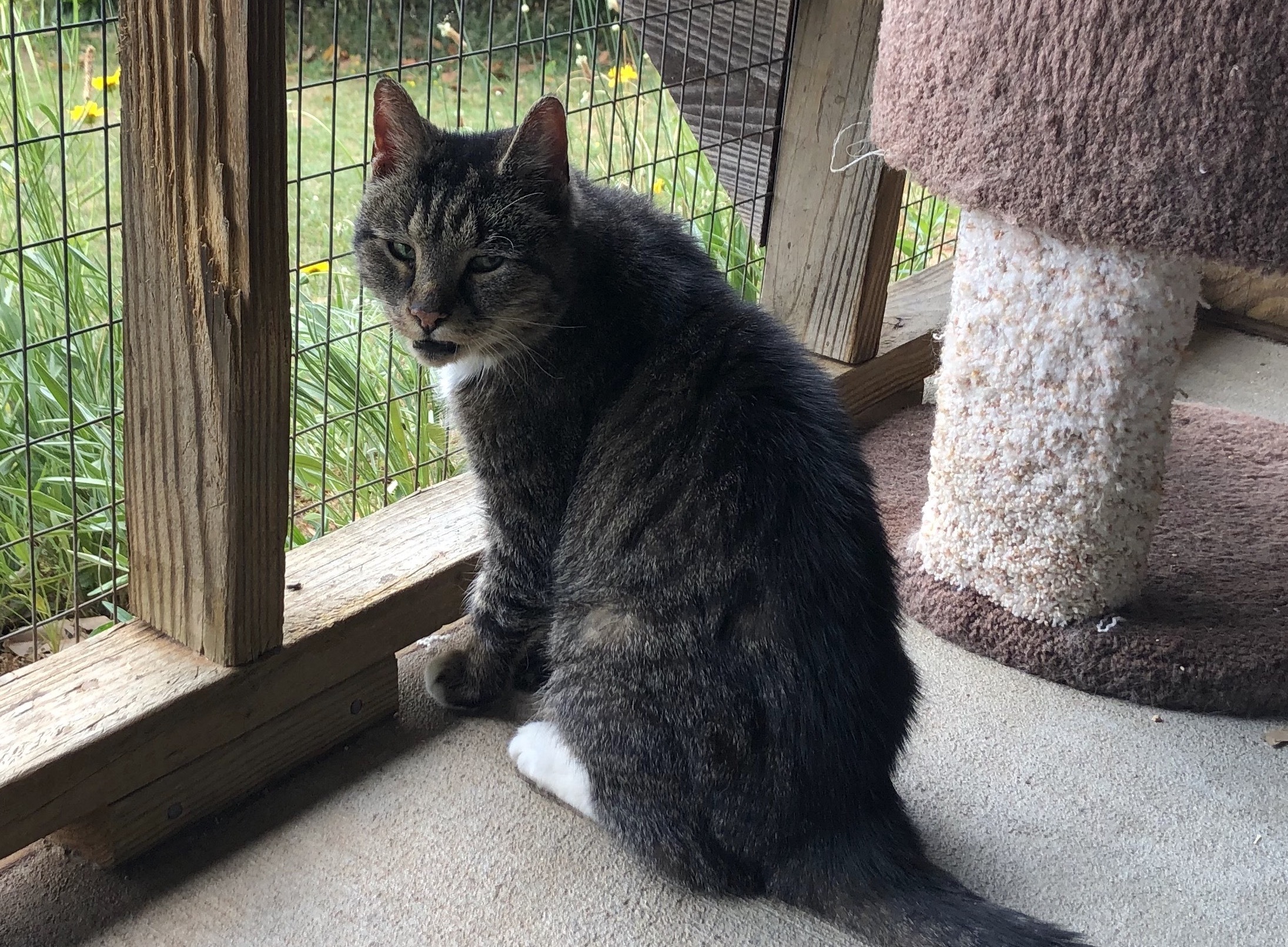 Angus, a Adoptable Tabby in Palmyra, VA image 1/6