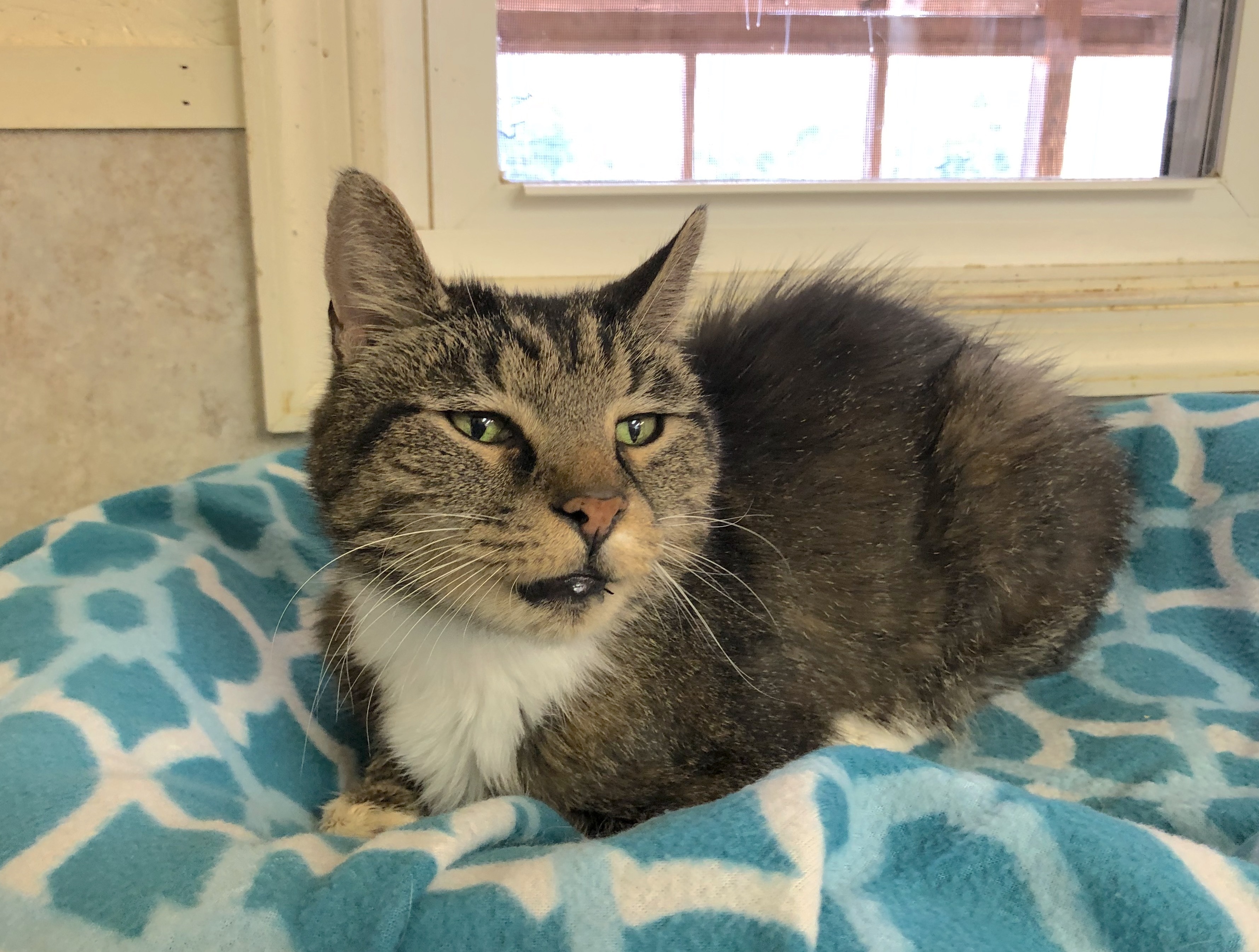 Angus, a Adoptable Tabby in Palmyra, VA image 2/6
