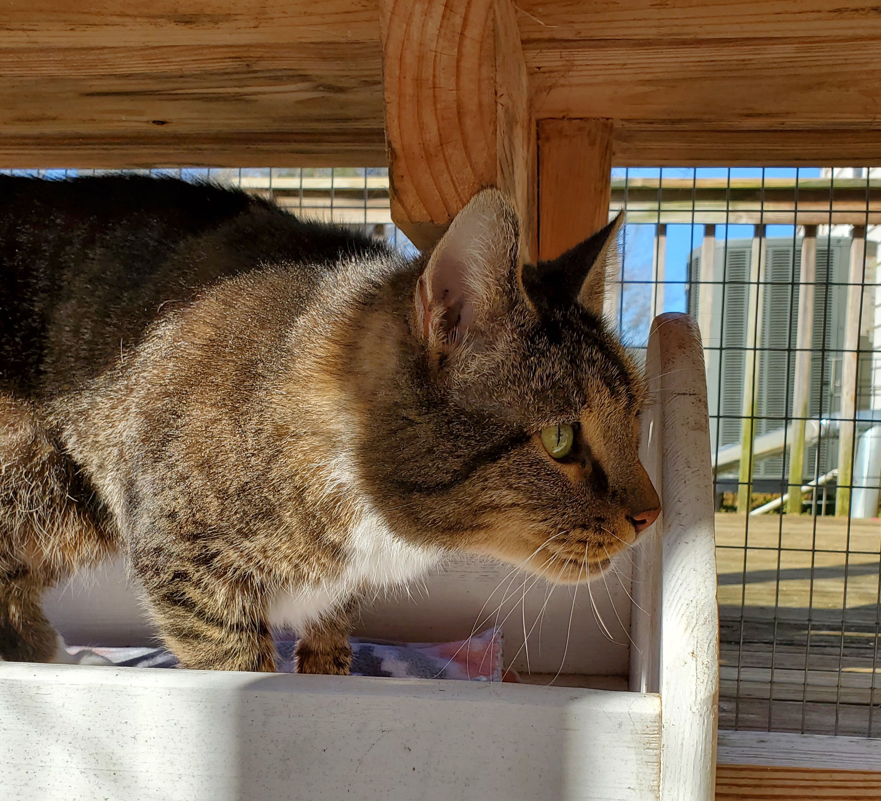 Angus, a Adoptable Tabby in Palmyra, VA image 3/6