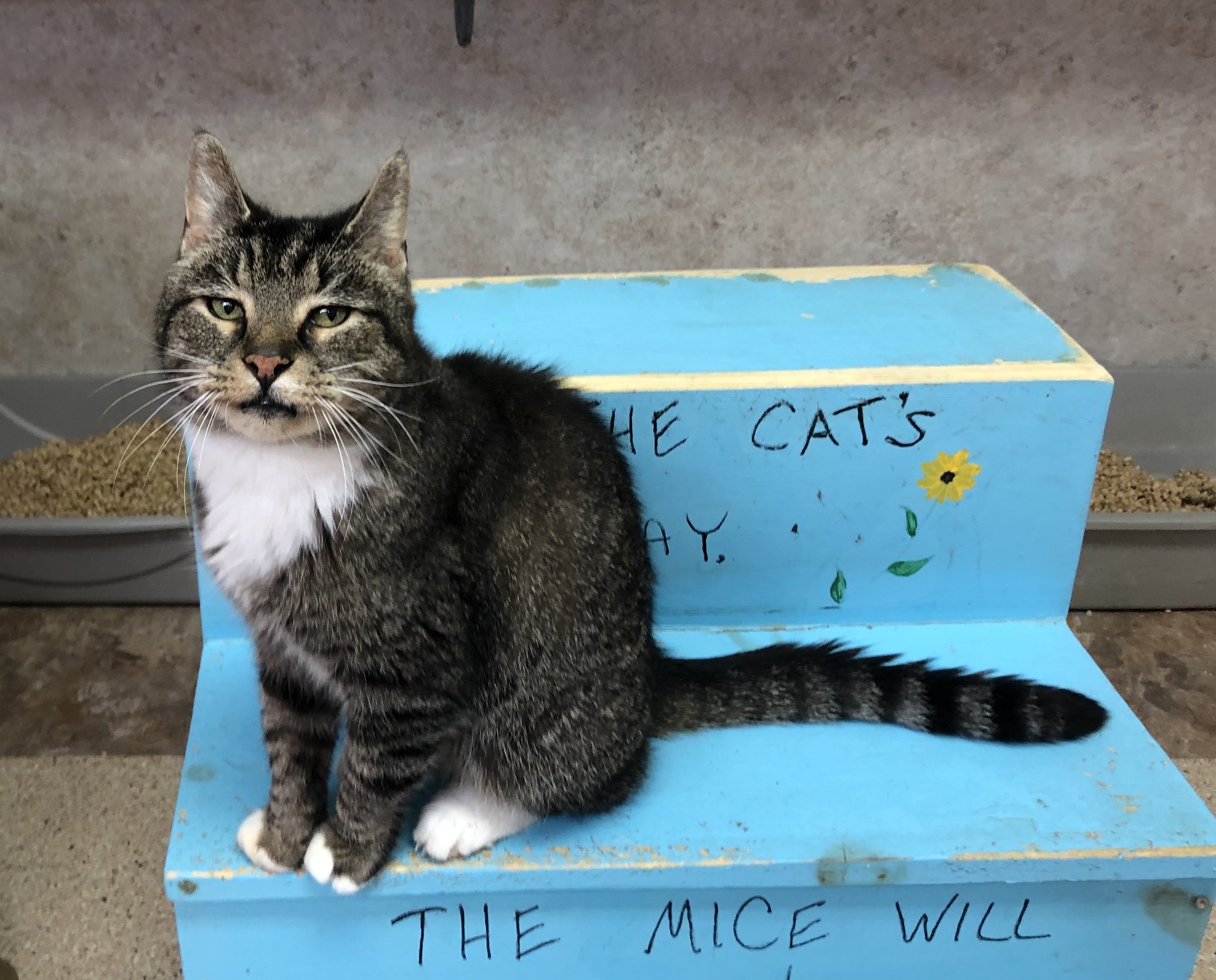 Angus, a Adoptable Tabby in Palmyra, VA image 4/6