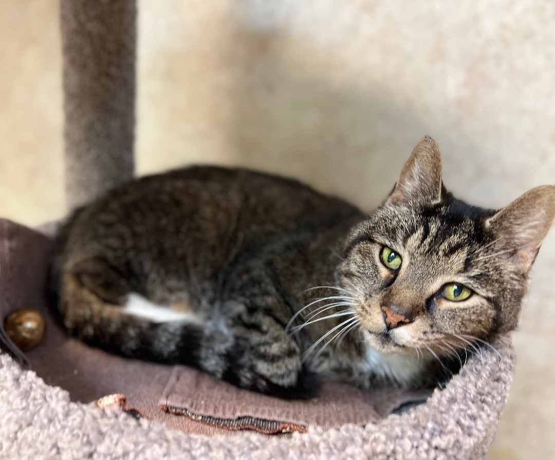 Angus, a Adoptable Tabby in Palmyra, VA image 5/6