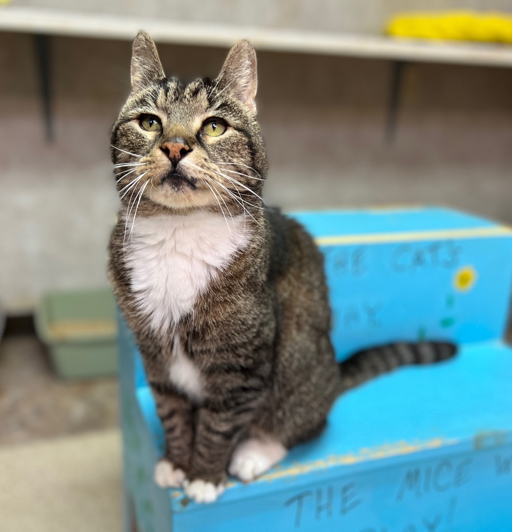 Angus, a Adoptable Tabby in Palmyra, VA image 6/6