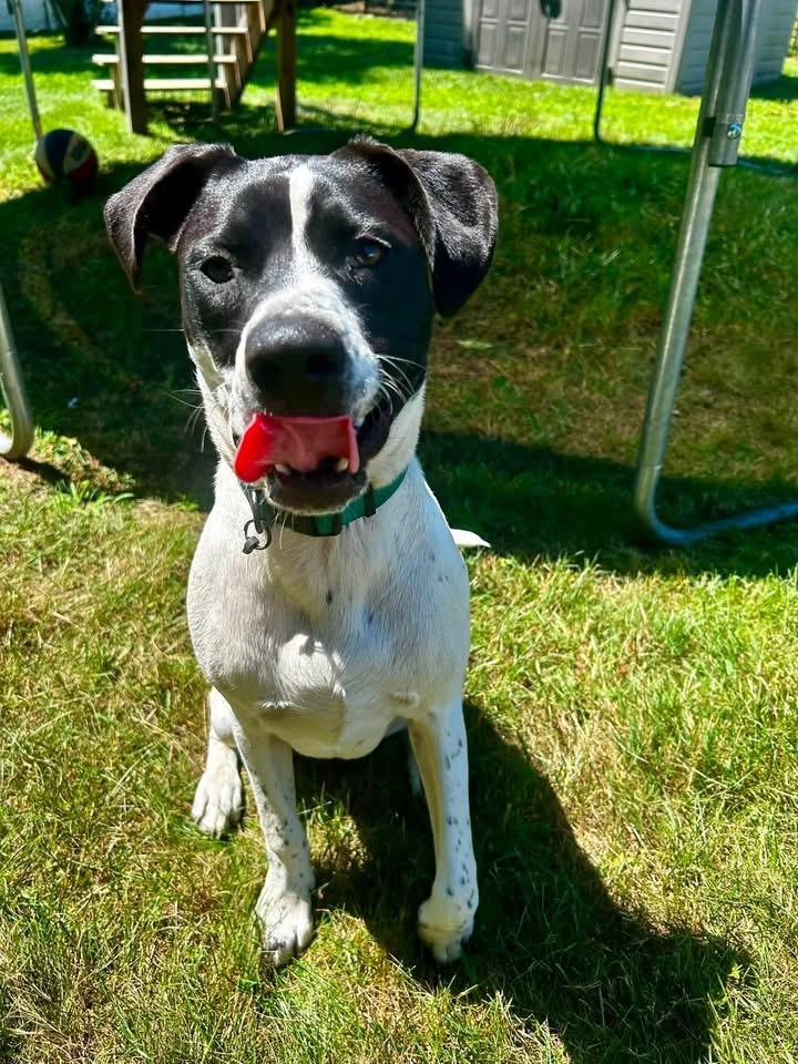 Enlarge Cannoli, a Adoptable mixed breed in Berlin, NJ image 1/3