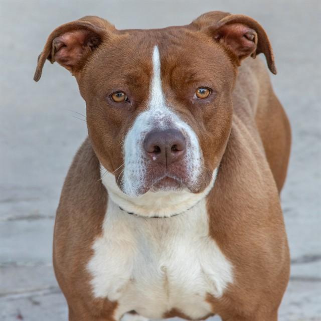 BECKY, Adoptable, Adult Female Staffordshire Bull Terrier.
