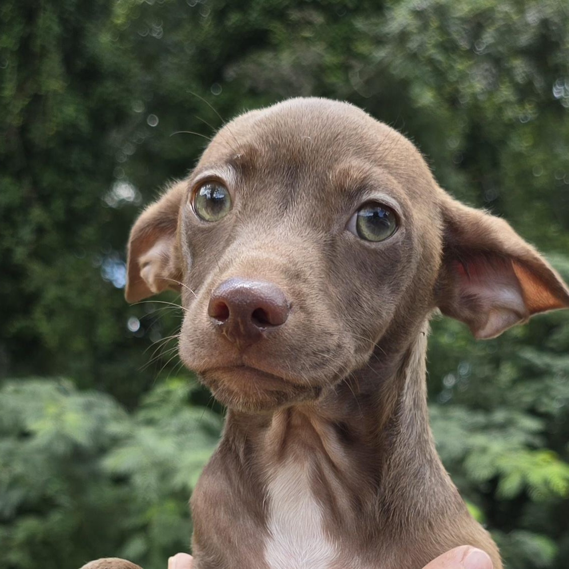 Fred, Adopted, Young Male Chihuahua.