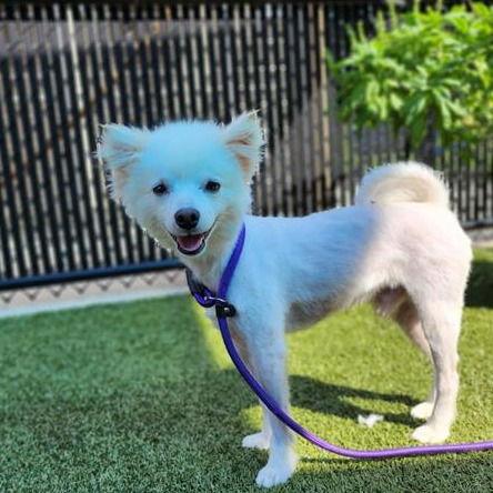 Enlarge Chibi of FL (aka Puffin), a Adopted American Eskimo Dog in Randallstown, MD image 1/3