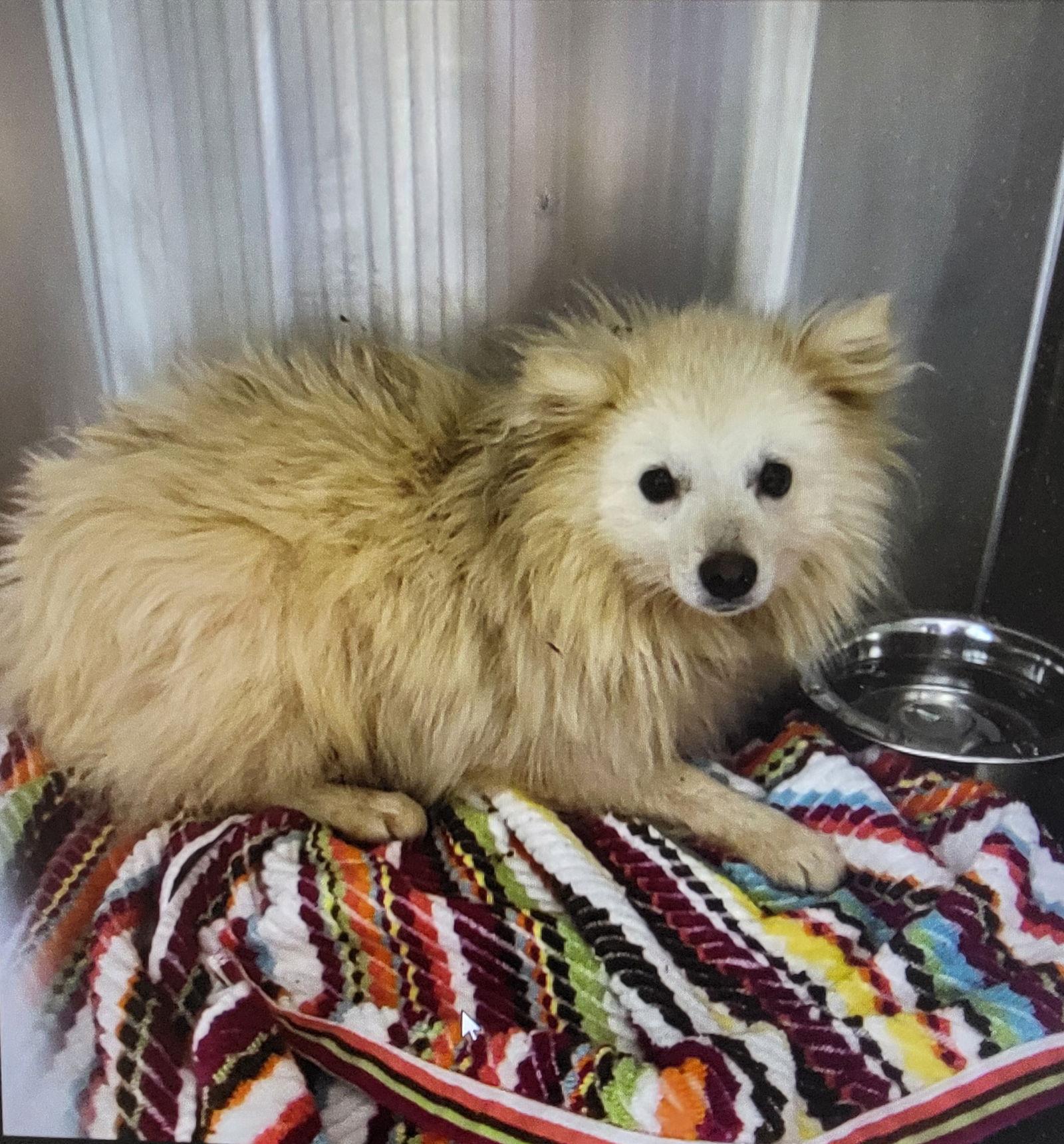 Enlarge Chibi of FL (aka Puffin), a Adopted American Eskimo Dog in Randallstown, MD image 3/3