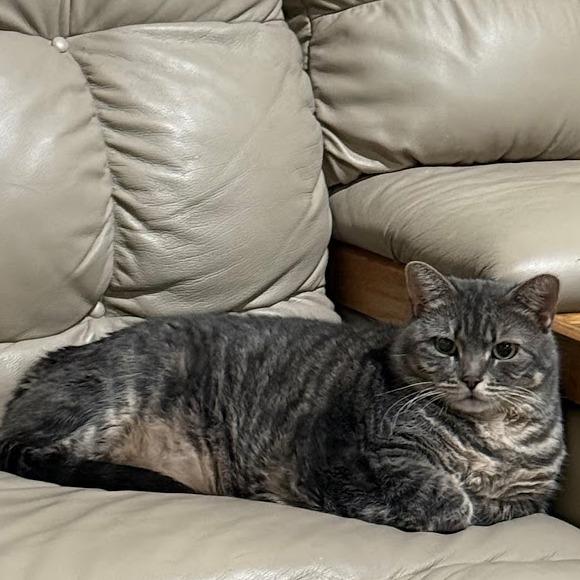 Millie, Adoptable, Adult Female Domestic Short Hair.